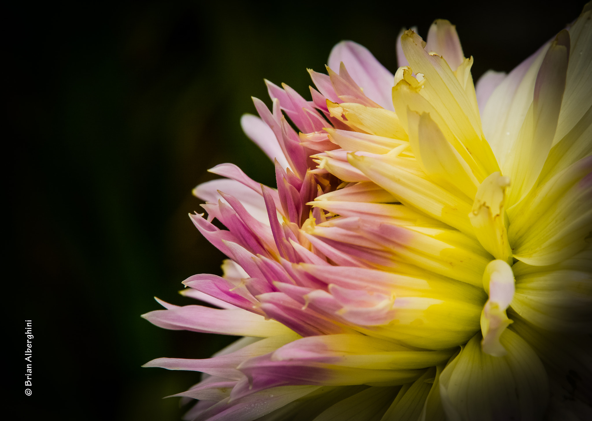 Nikon D7100 + Sigma 24-105mm F4 DG OS HSM Art sample photo. Dahlia #15 photography
