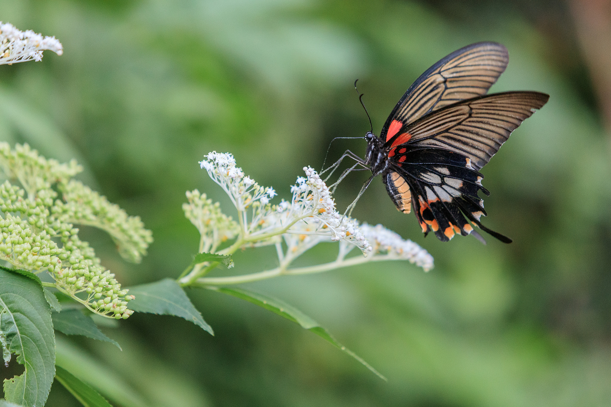Canon EF 70-200mm F2.8L USM sample photo. Butterfly~ photography