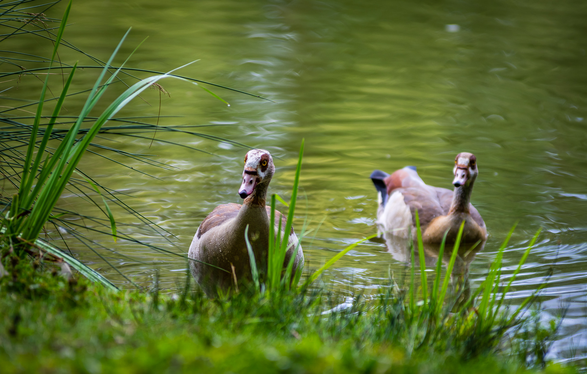 Pentax K-3 II sample photo. Two nile geese on the pondside photography