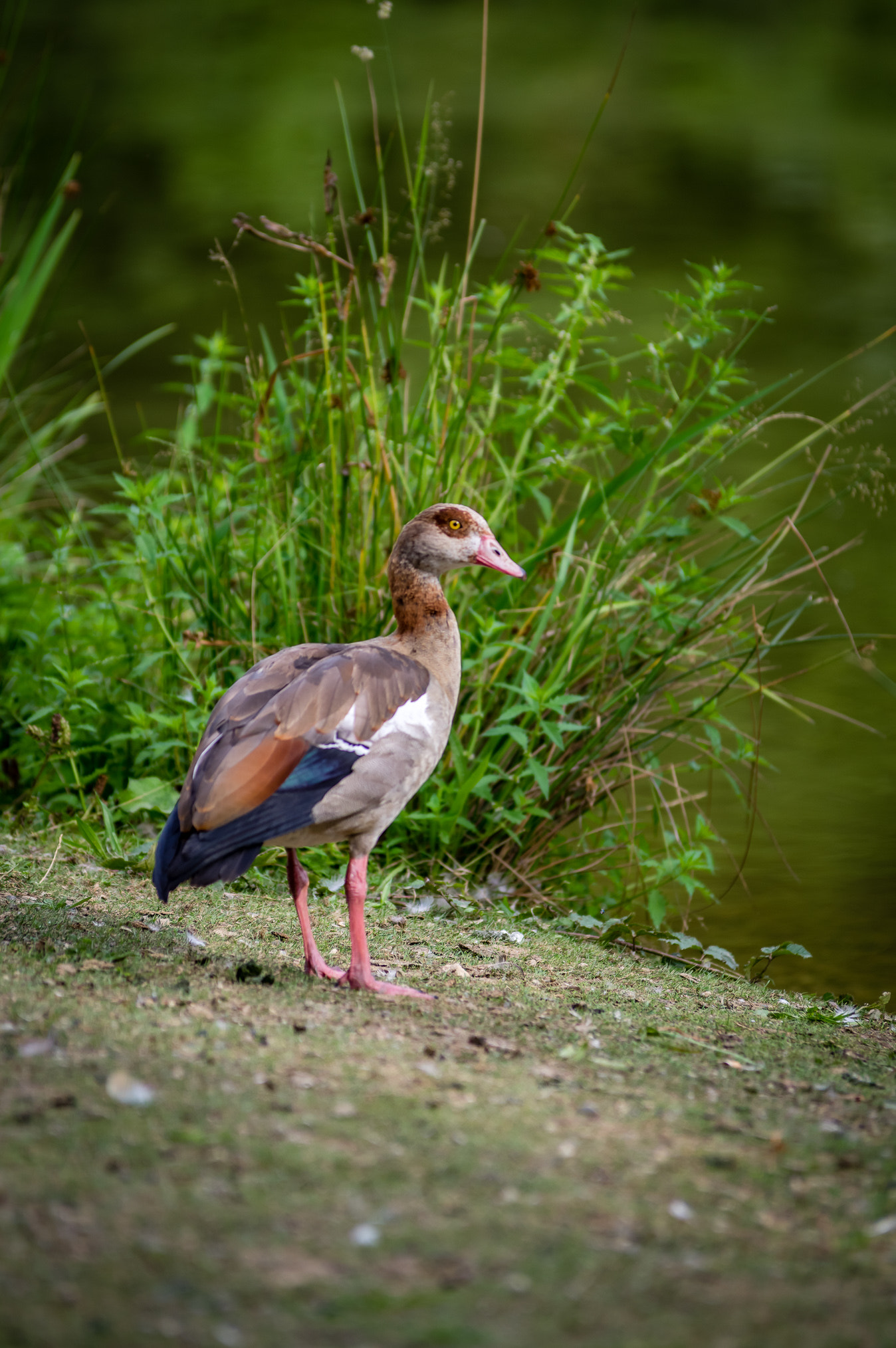 Pentax K-3 II + Tamron SP AF 70-200mm F2.8 Di LD (IF) MACRO sample photo. Nile goose on the podside photography