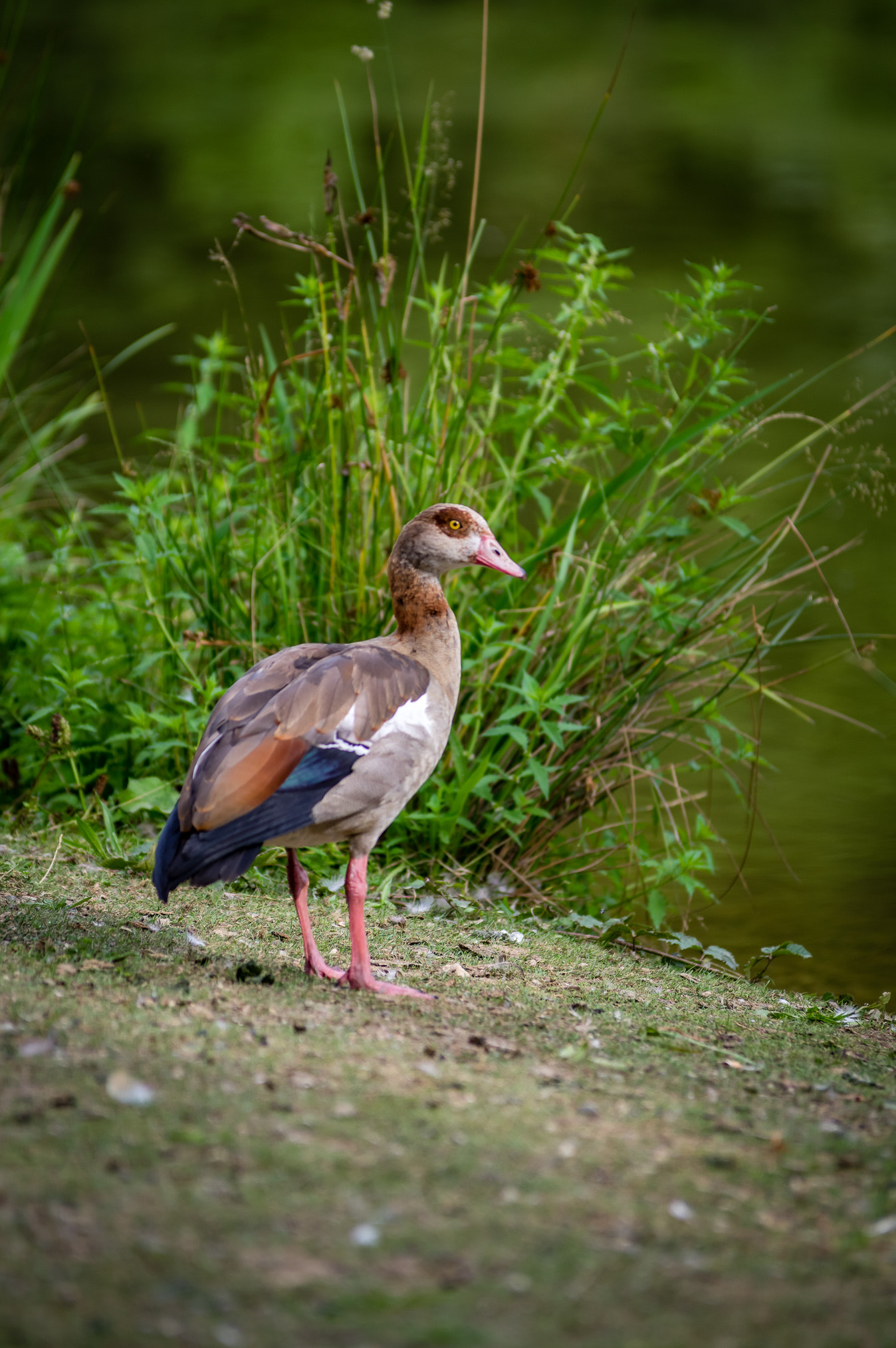 Pentax K-3 II sample photo. Nile goose on the podside photography