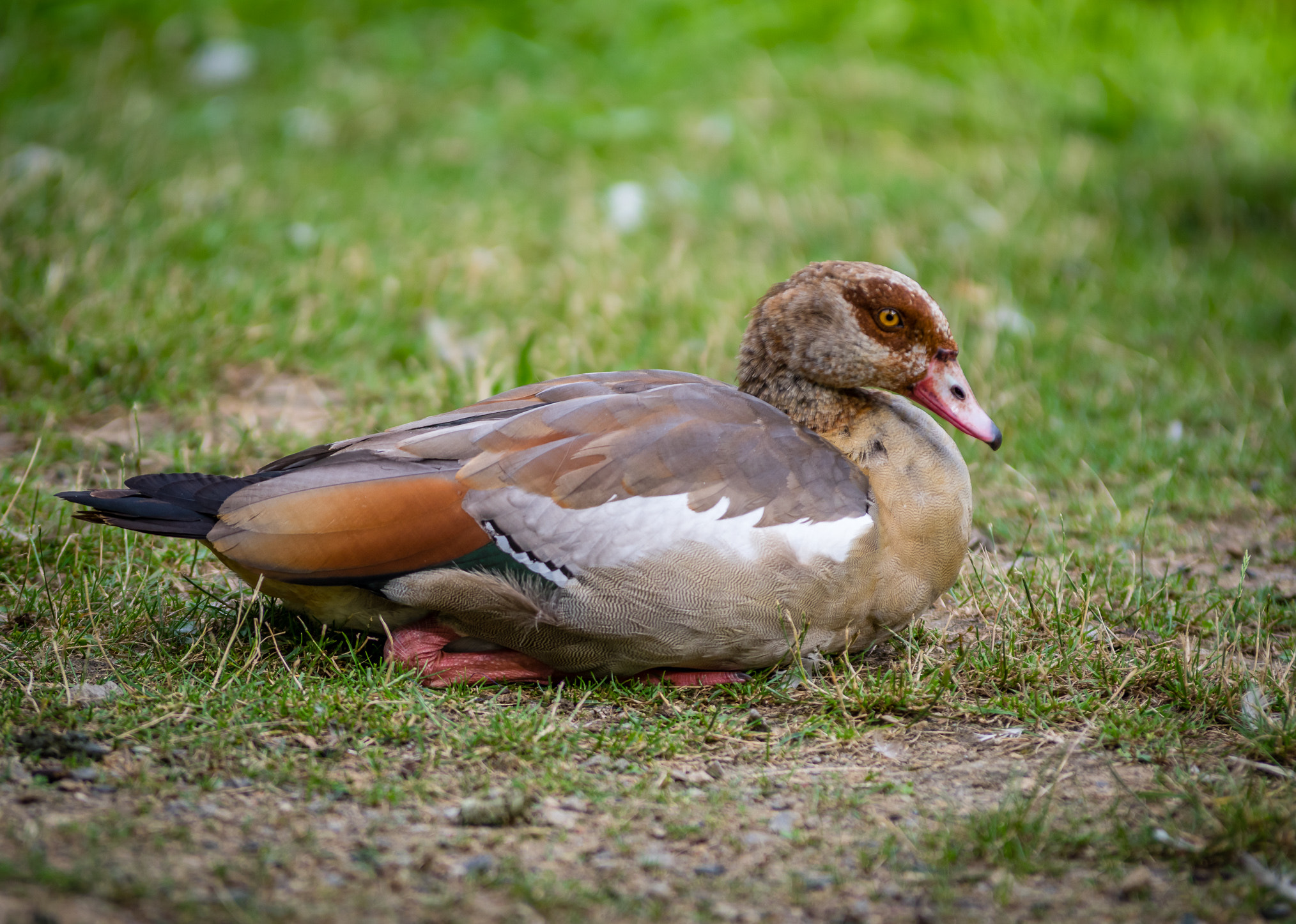 Pentax K-3 II sample photo. Resting nile goose photography