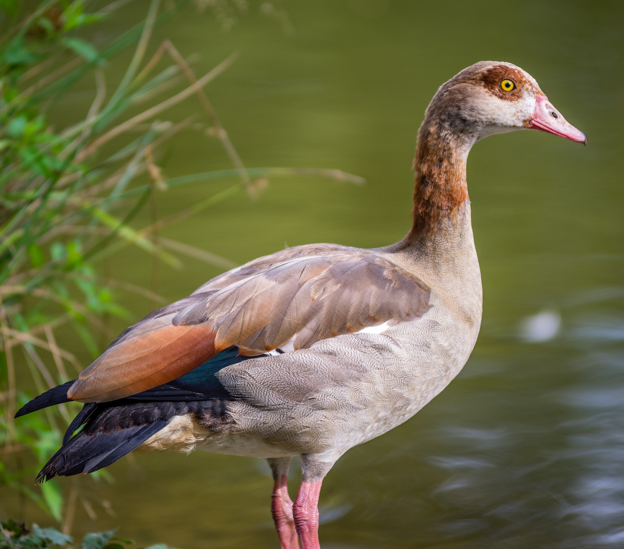 Pentax K-3 II sample photo. Proud nile goose photography