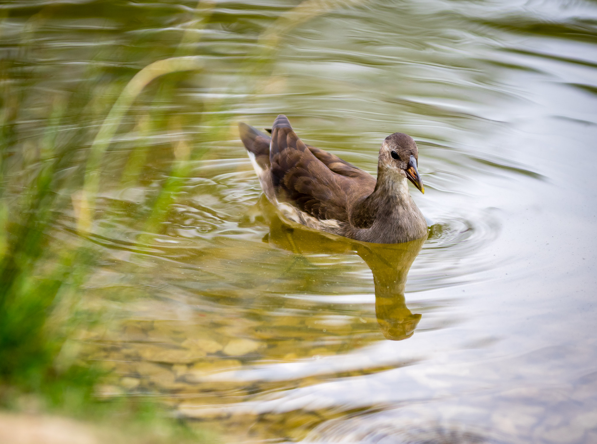 Pentax K-3 II sample photo. Swimming bird photography