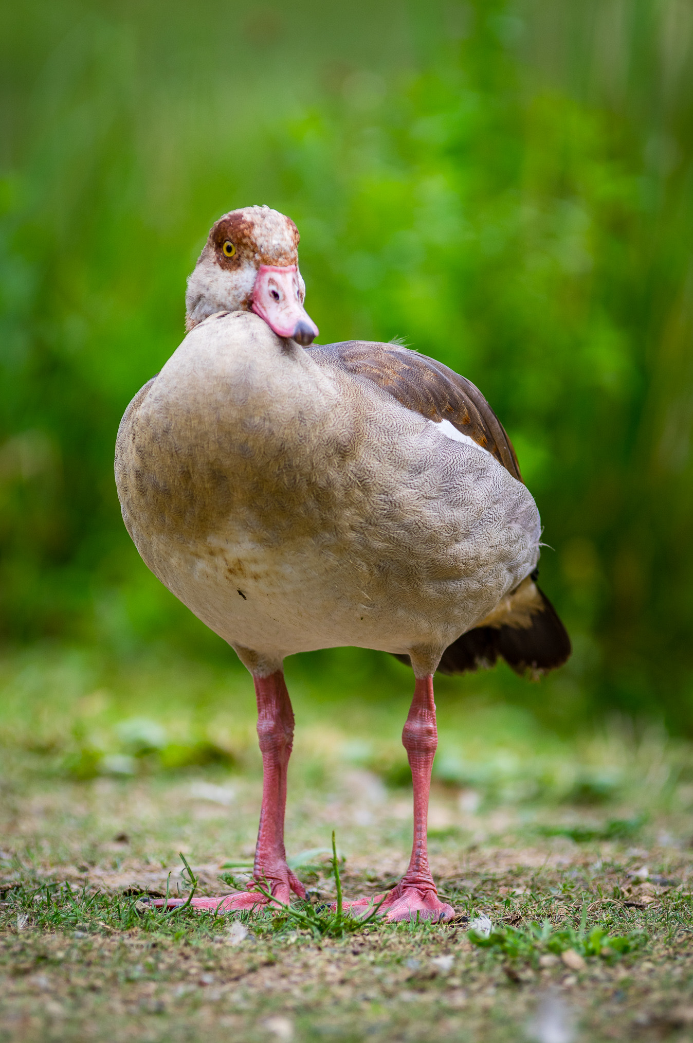 Pentax K-3 II sample photo. The curious nile goose photography