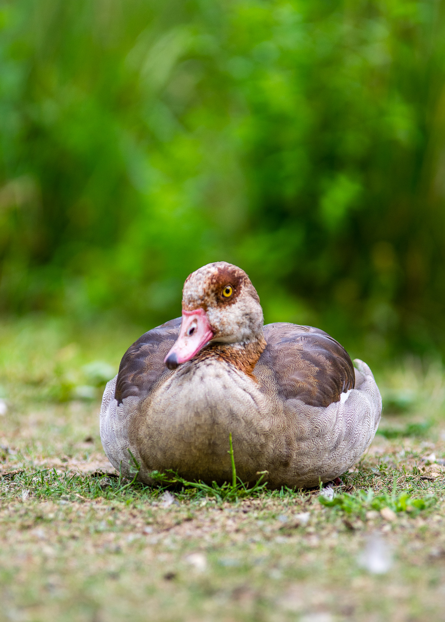 Pentax K-3 II sample photo. Resting nile goose photography