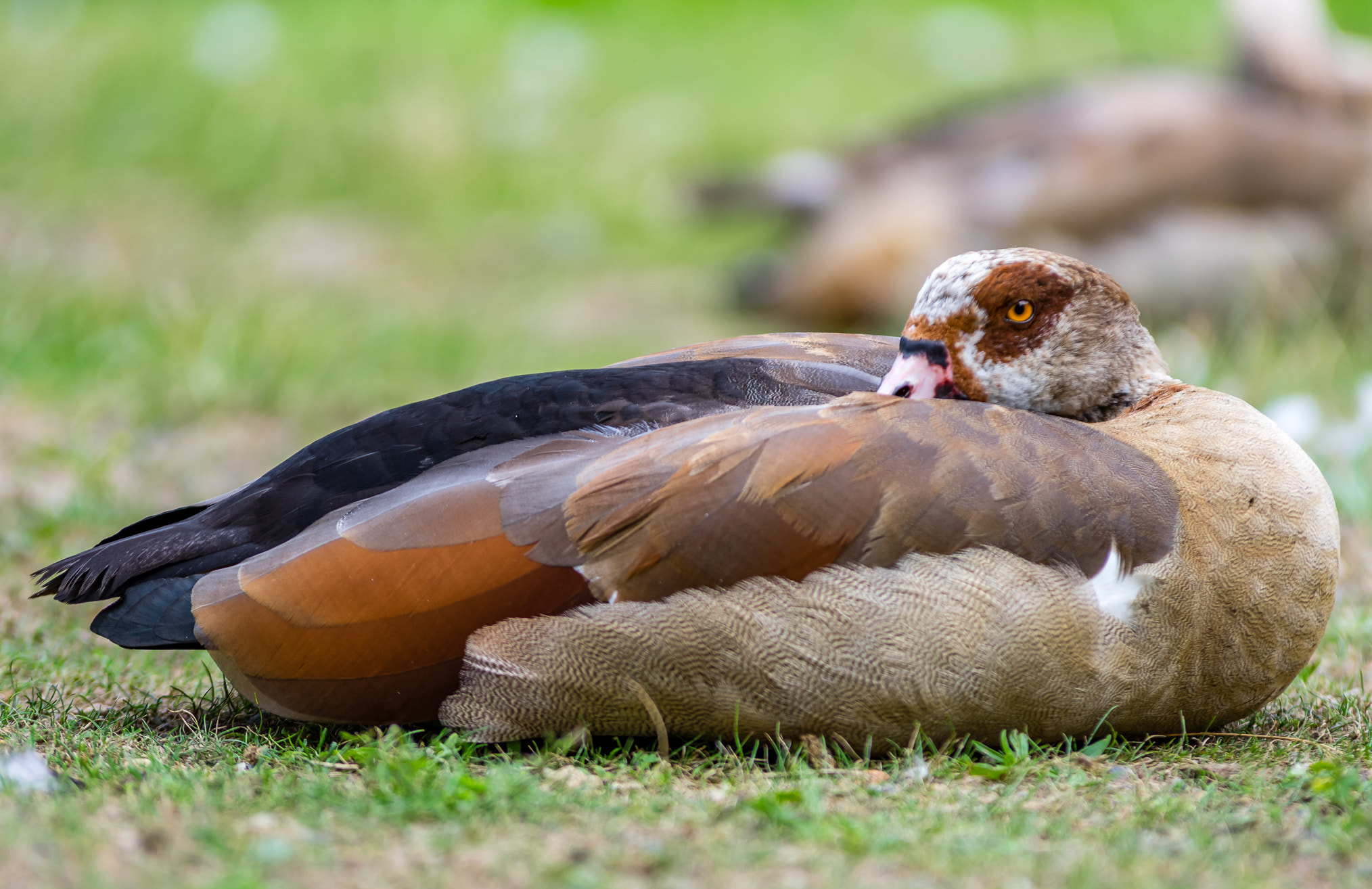 Pentax K-3 II sample photo. Sleeping nile goose photography