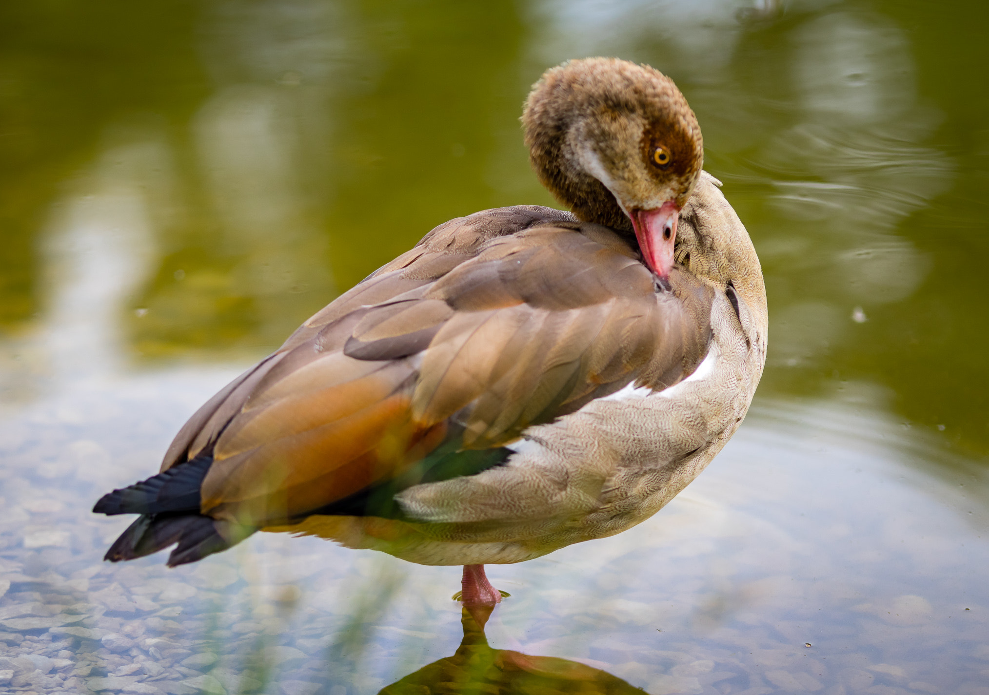 Pentax K-3 II sample photo. The nile goose cleans the plumage photography