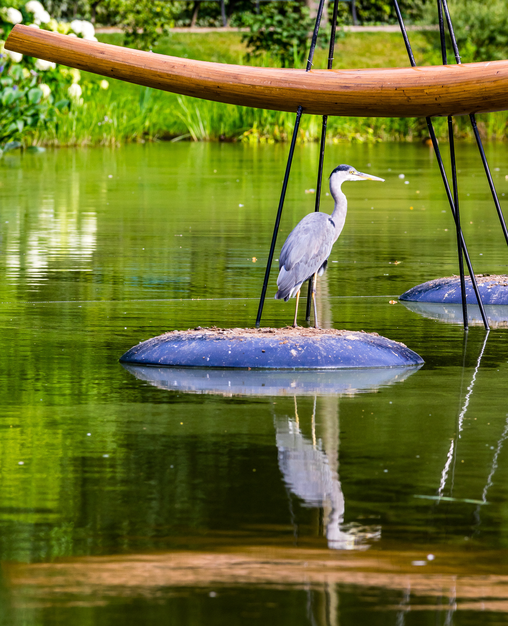 Pentax K-3 II sample photo. The gray heron photography
