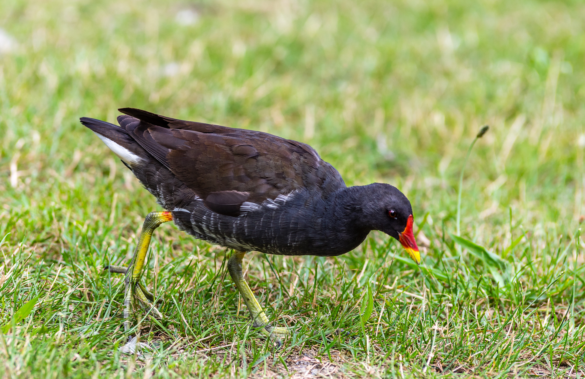 Pentax K-3 II sample photo. Bird hunting for insects photography