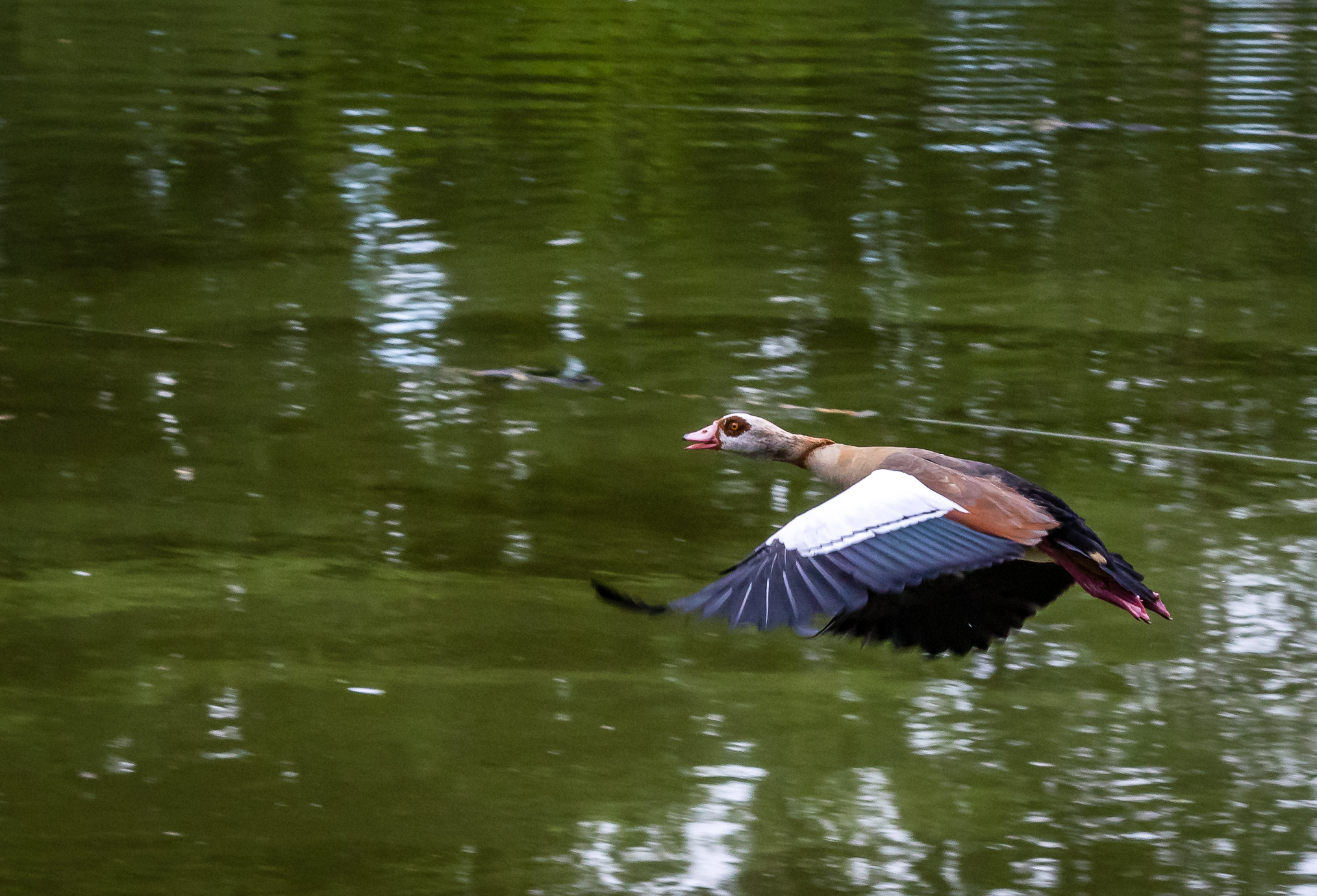 Pentax K-3 II sample photo. Flying nile goose photography