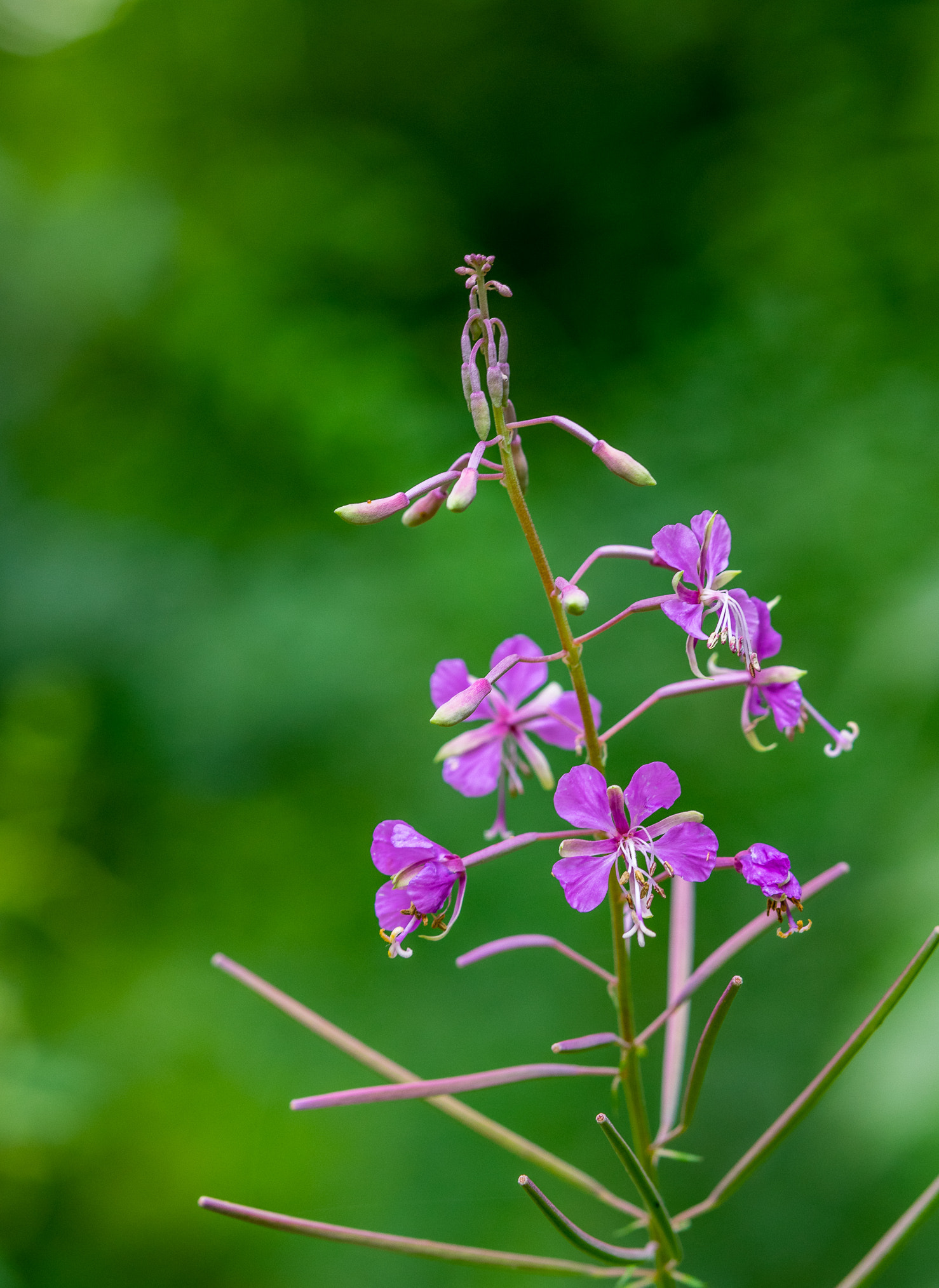 Pentax K-3 II sample photo. Purple flower photography