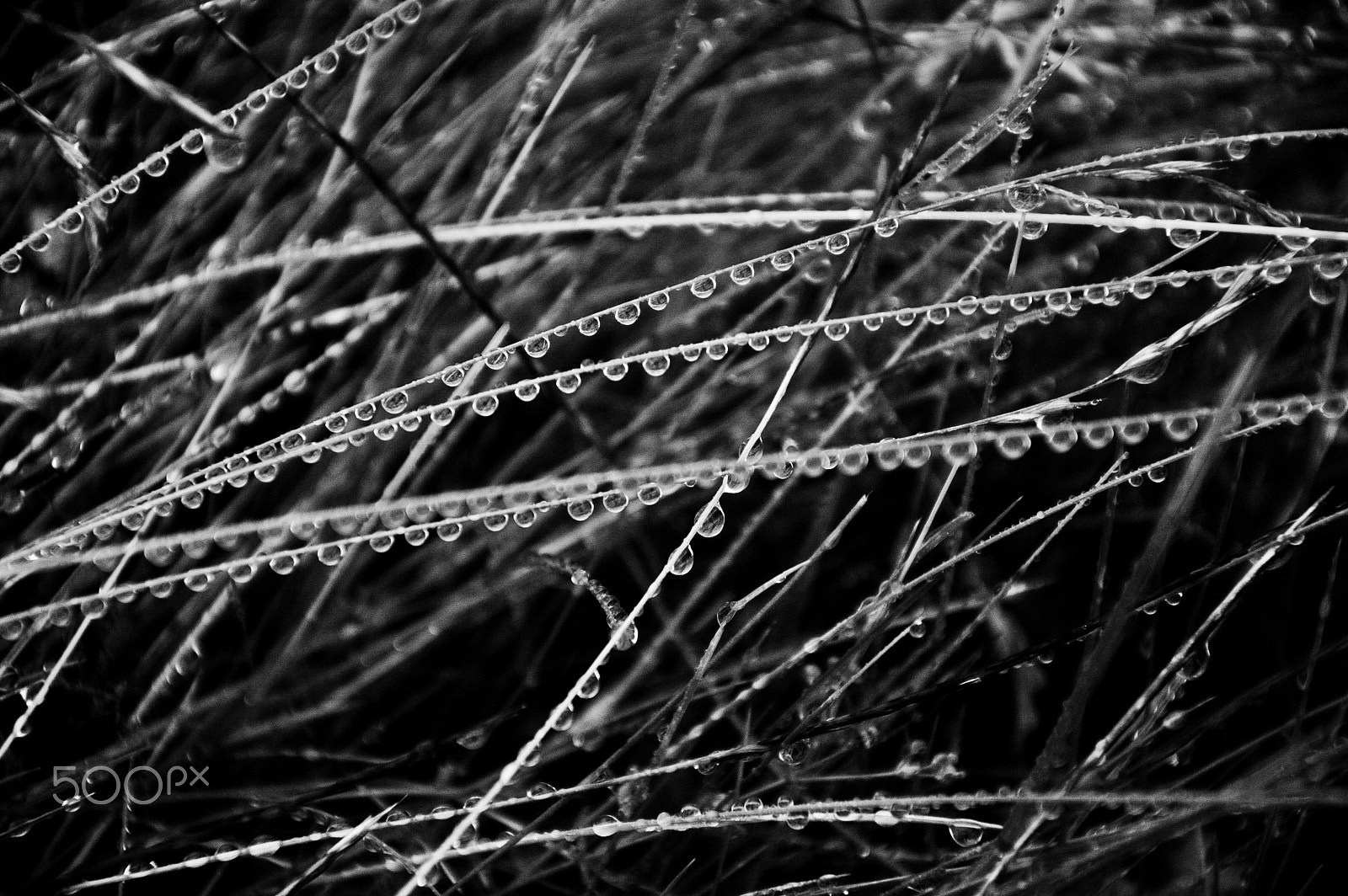 Nikon D50 sample photo. Like teardrops on a wire photography