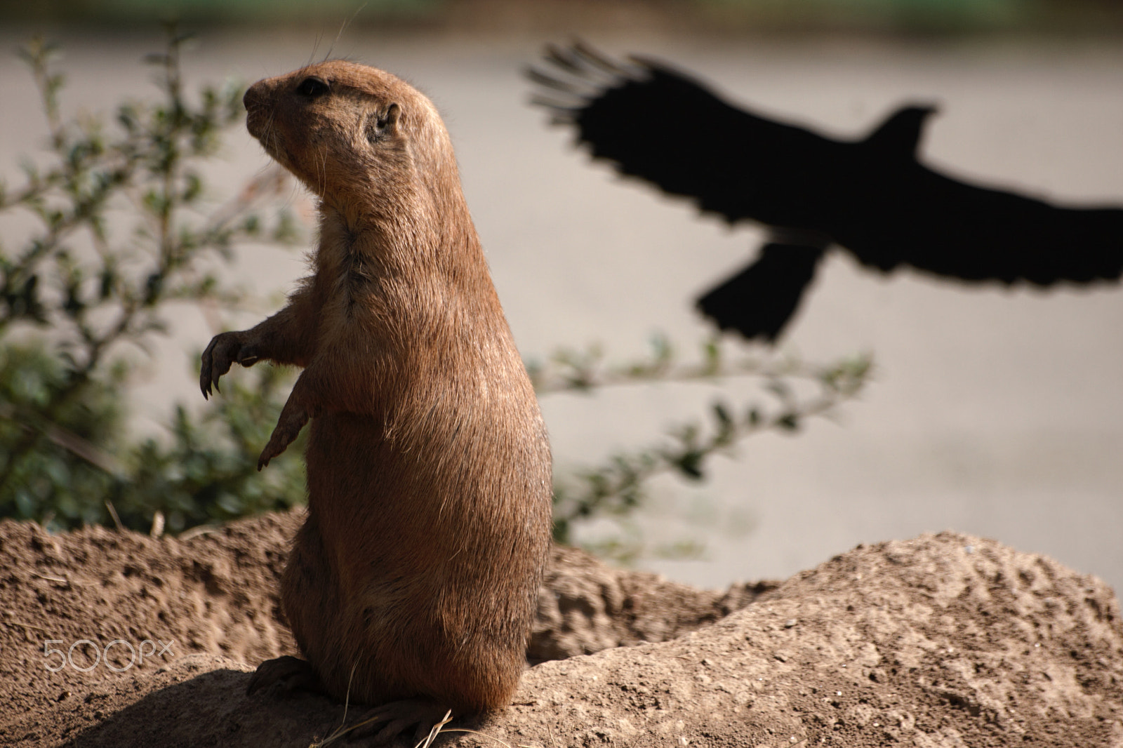 Sigma 70-300mm F4-5.6 APO DG Macro sample photo. Black-tailed prairie dog photography