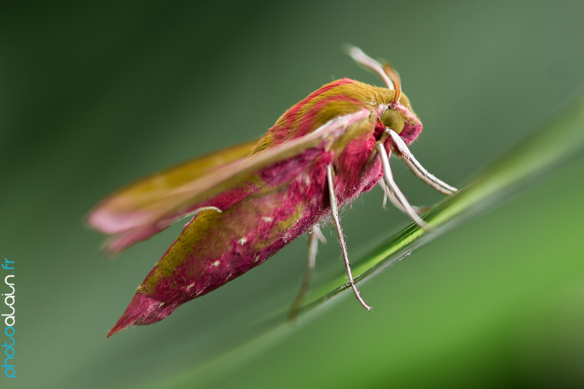 Sony 100mm F2.8 Macro sample photo. "pink lady" photography