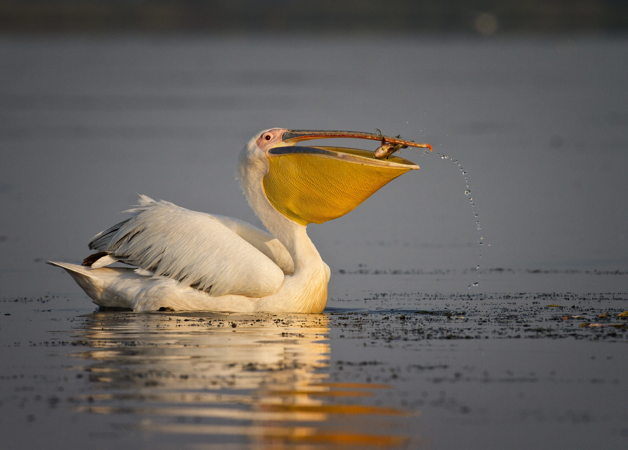 Canon EOS 7D + Canon EF 400mm F2.8L IS USM sample photo. Pelecanus at fishing photography