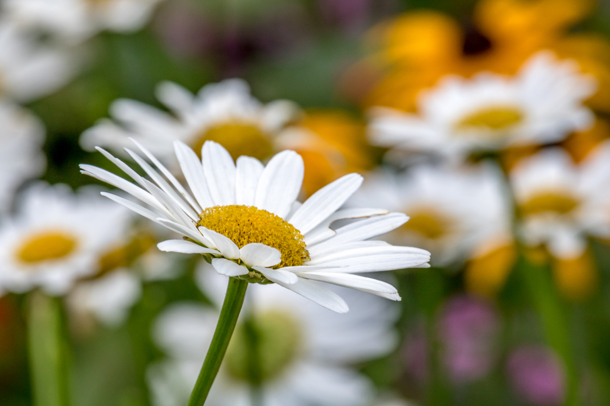 Canon EOS 750D (EOS Rebel T6i / EOS Kiss X8i) + Canon EF 100-400mm F4.5-5.6L IS USM sample photo. Daisy photography