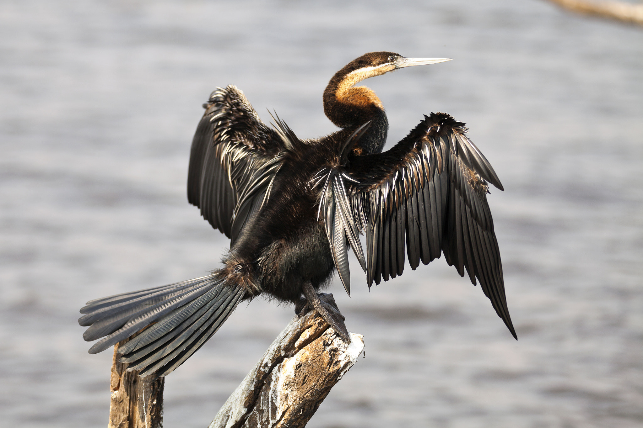 Canon EF 70-200mm F2.8L IS II USM sample photo. Bird sunning wings photography