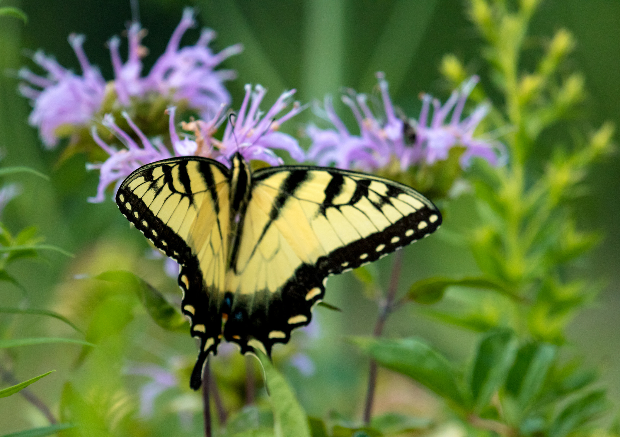 Canon EOS 750D (EOS Rebel T6i / EOS Kiss X8i) + Canon EF 100-400mm F4.5-5.6L IS USM sample photo. Tiger swallowtail photography