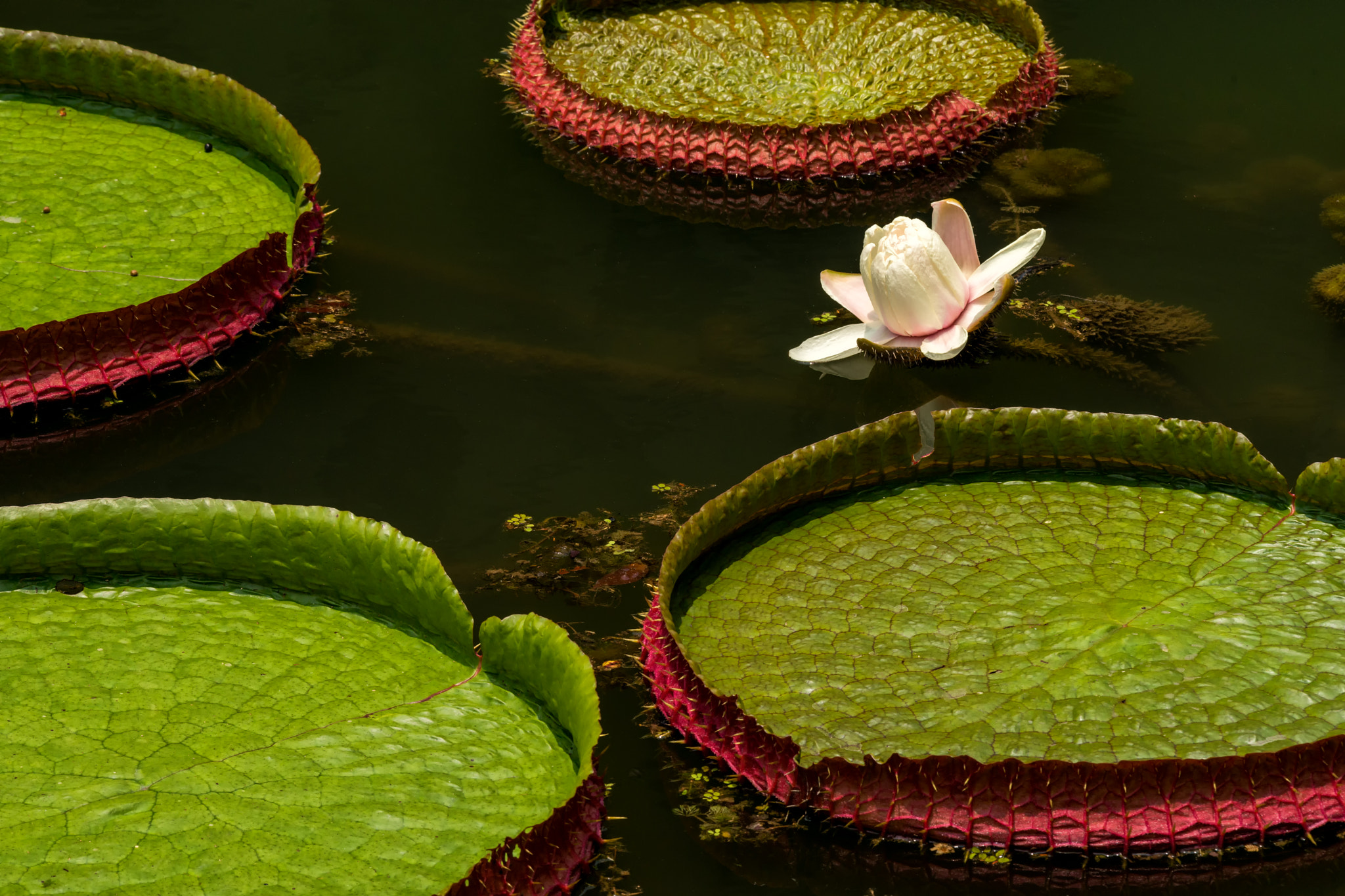 Sony a99 II sample photo. Water lily and pads photography