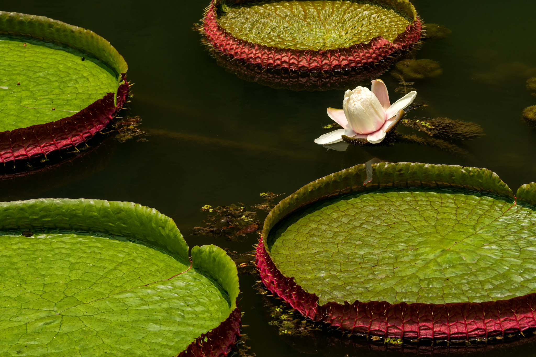 Sony SLT-A99V sample photo. Water lily and pads photography