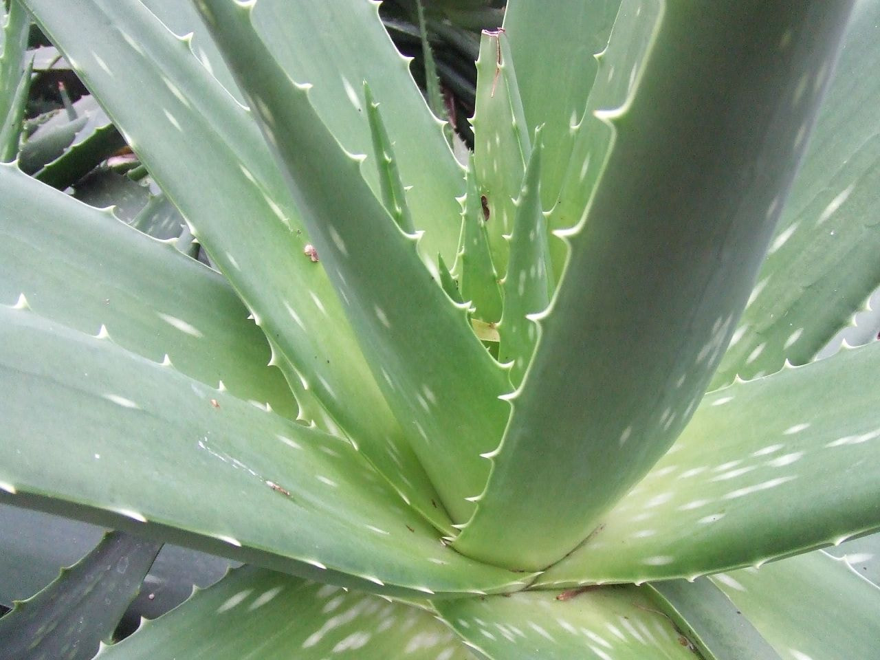 Fujifilm FinePix Z2 sample photo. Aloe vera gel benefits एलोवेरा के बेहतरीन फायदे photography