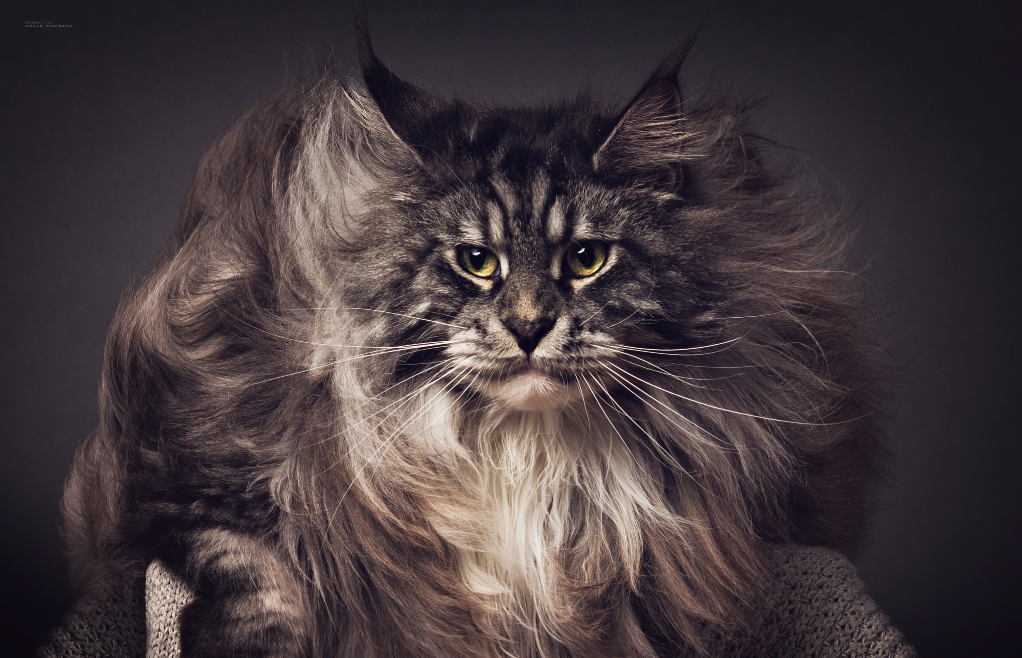 Nikon D810 + AF DC-Nikkor 135mm f/2D sample photo. Mr pantalaimon ( maine coon ) | by robert sikorski photography