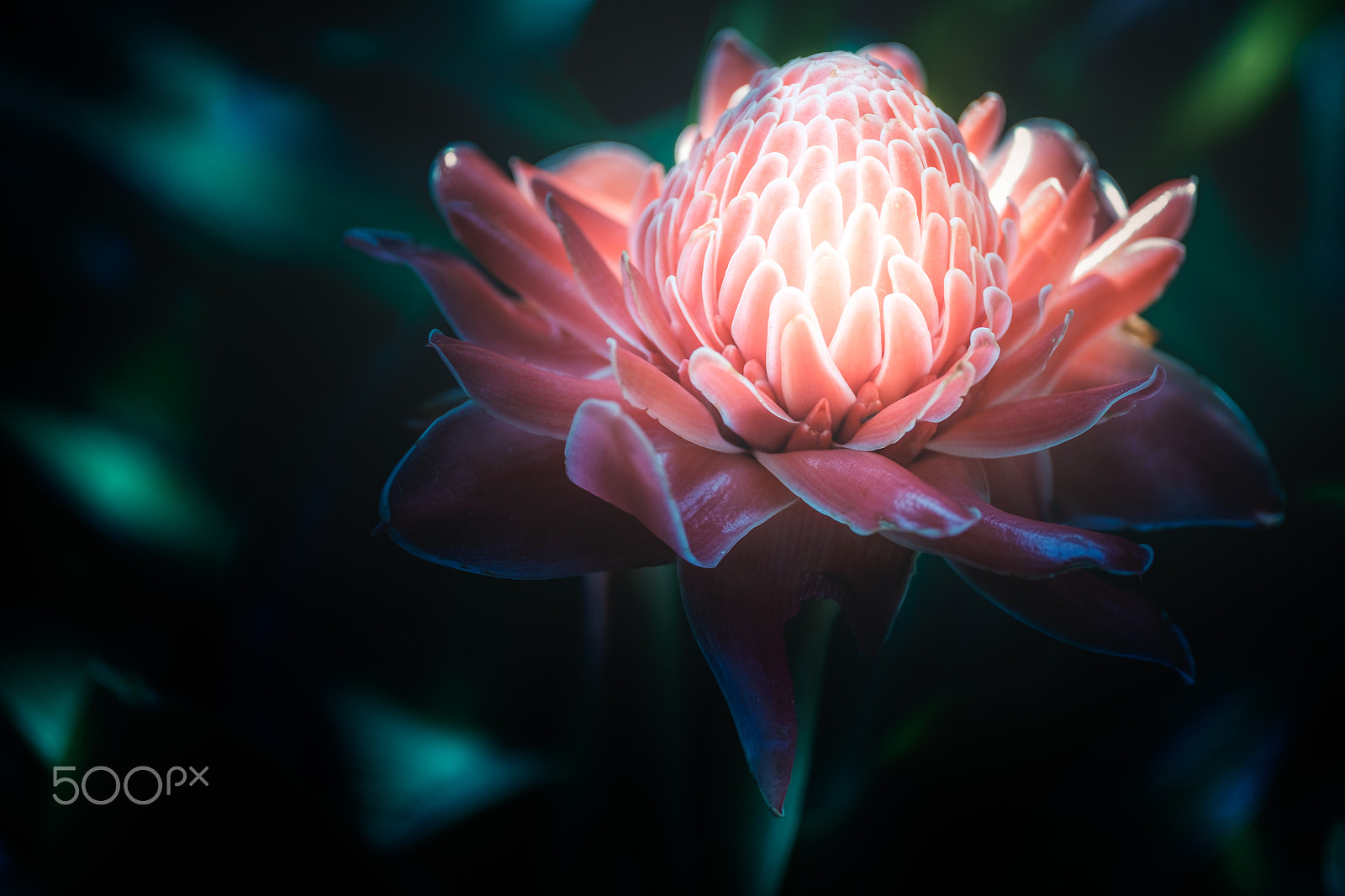 ZEISS Touit 50mm F2.8 sample photo. Glowing photography