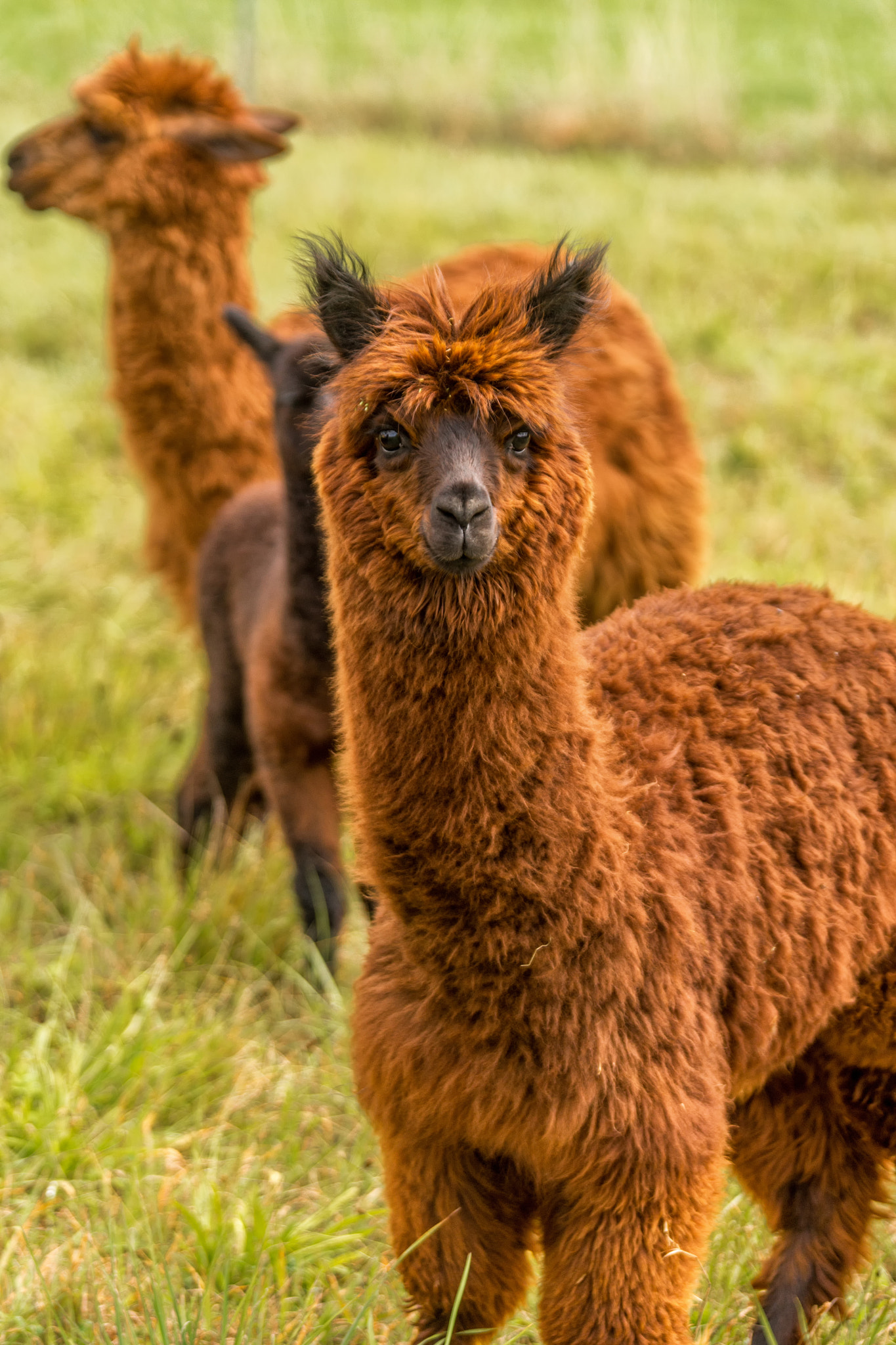 Sony a99 II sample photo. Alpacas photography