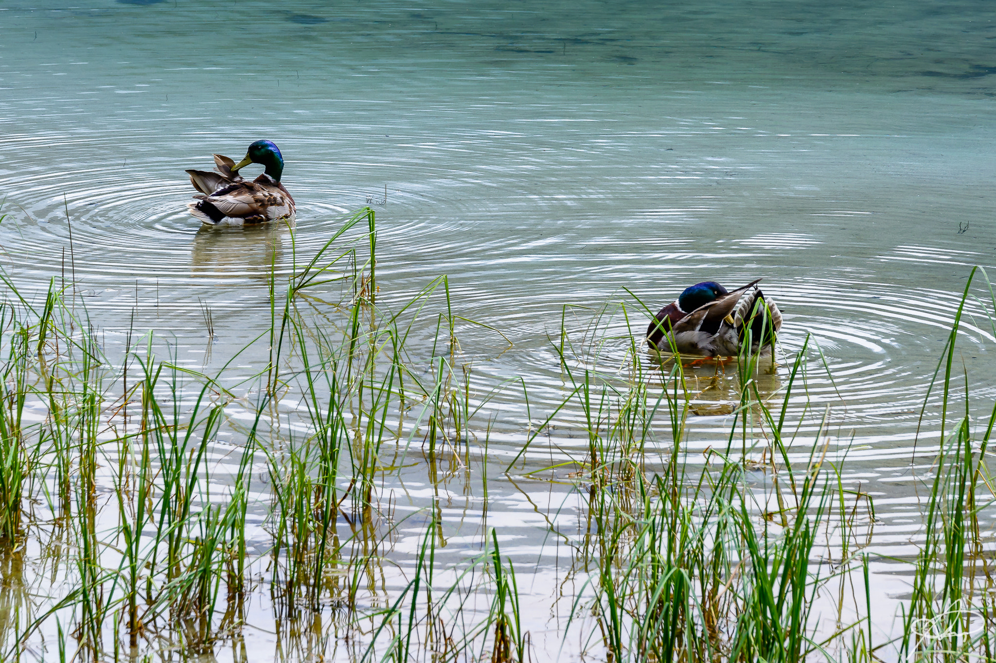 Nikon D5200 + Sigma 24-105mm F4 DG OS HSM Art sample photo