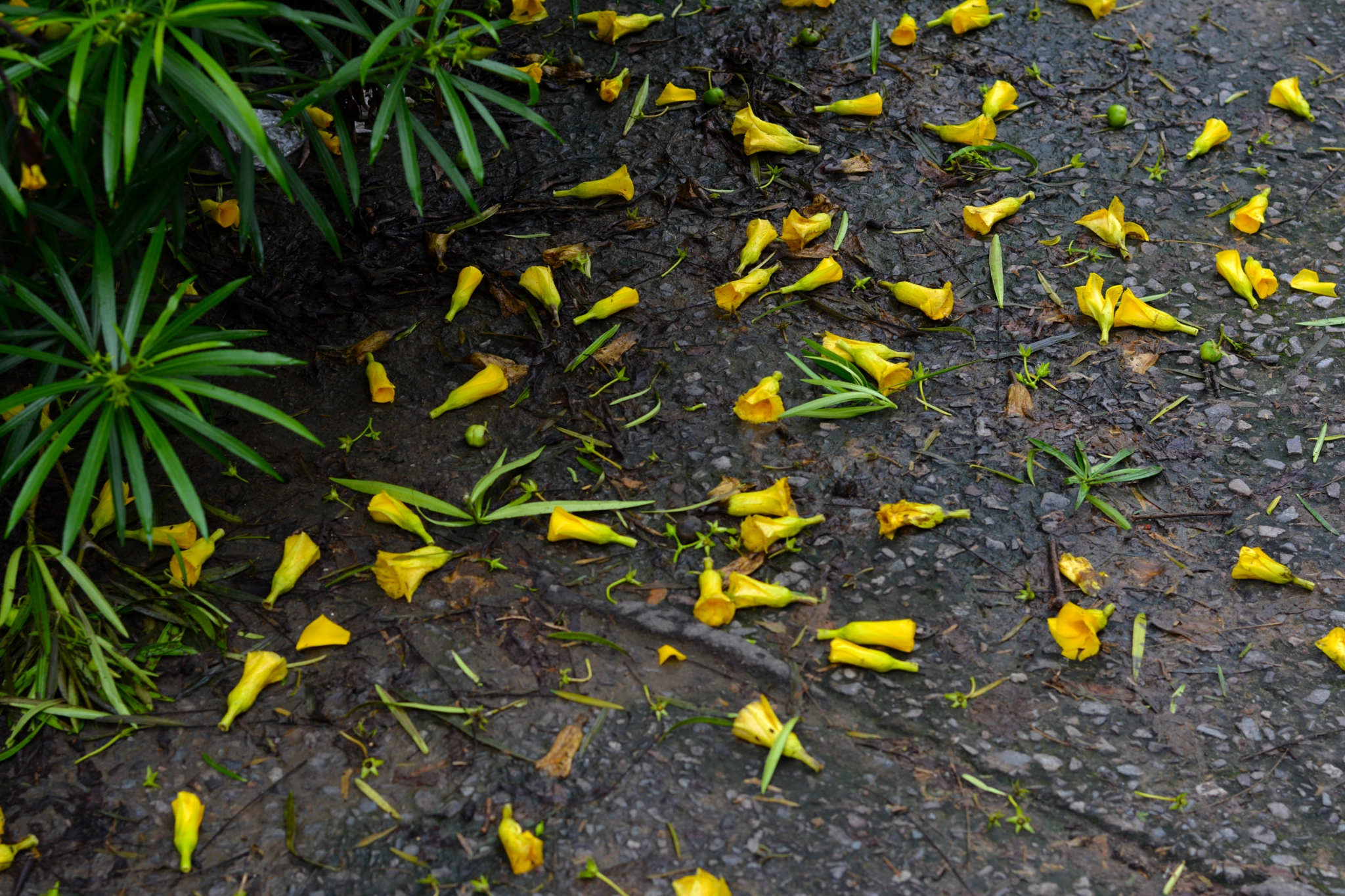 Nikon D5200 + Sigma 50mm F2.8 EX DG Macro sample photo. Fallen. photography