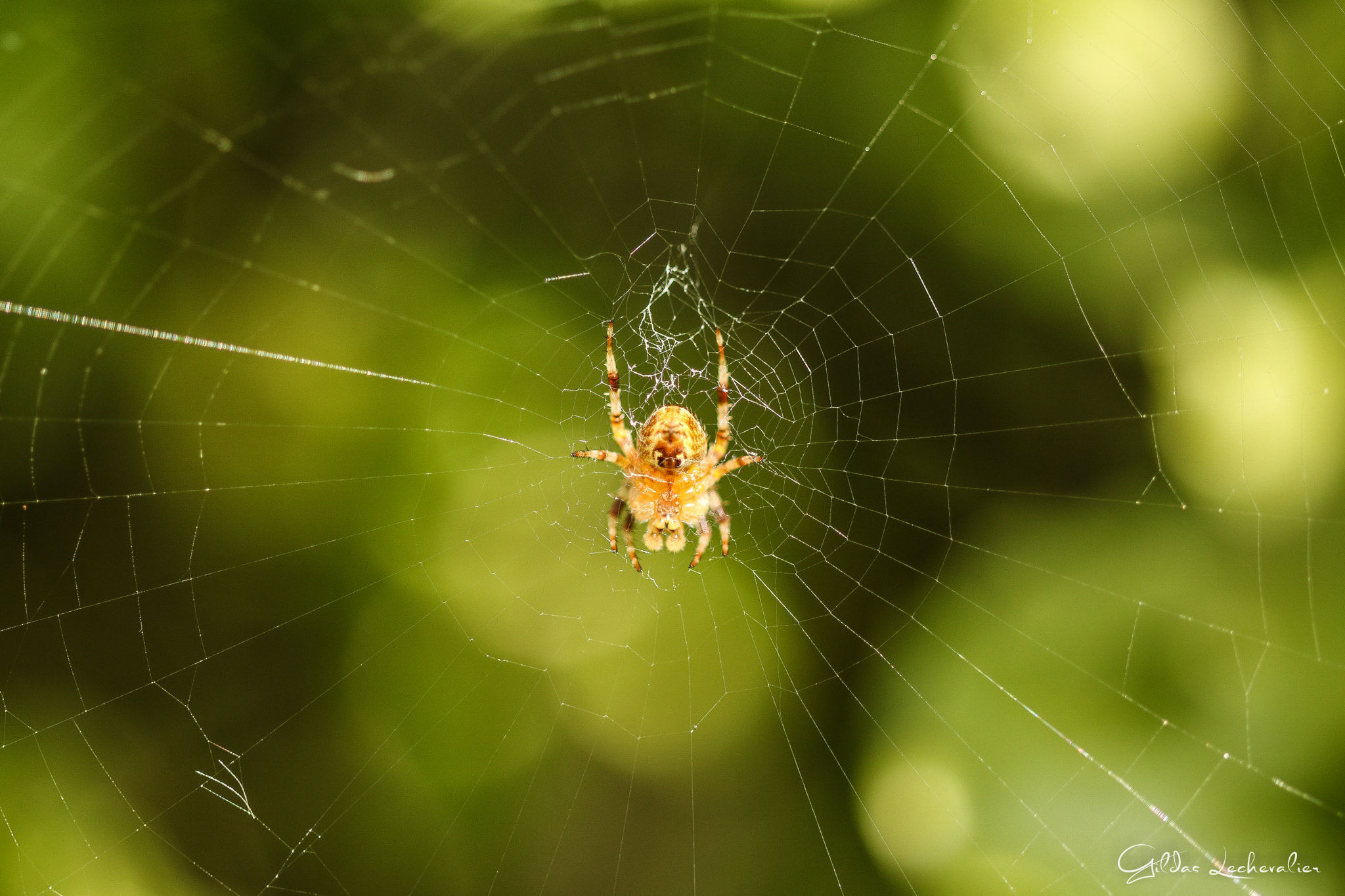 Canon EF 100mm F2.8 Macro USM sample photo. It's a trap! photography