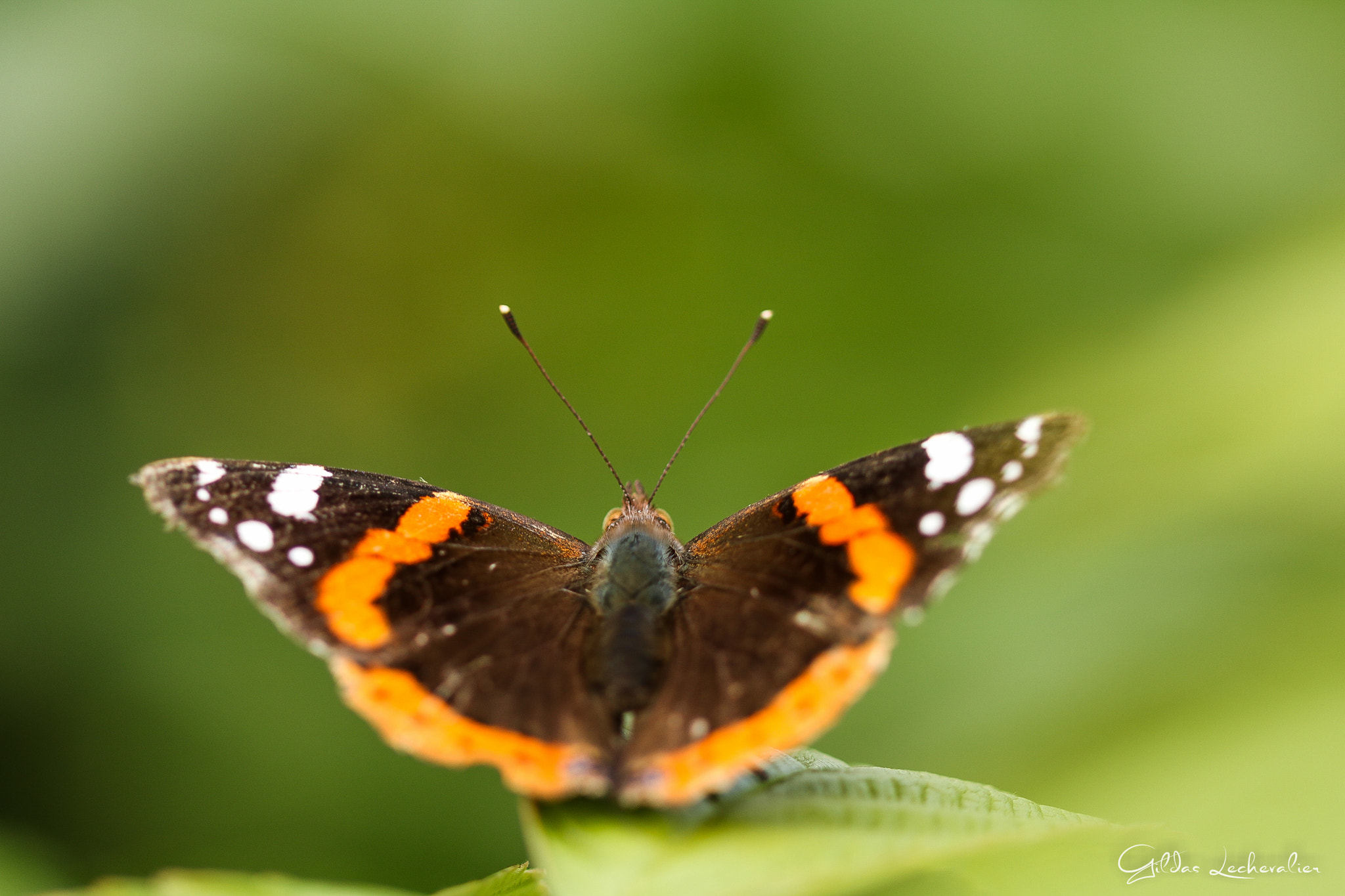 Canon EF 100mm F2.8 Macro USM sample photo. The break of the butterfly photography