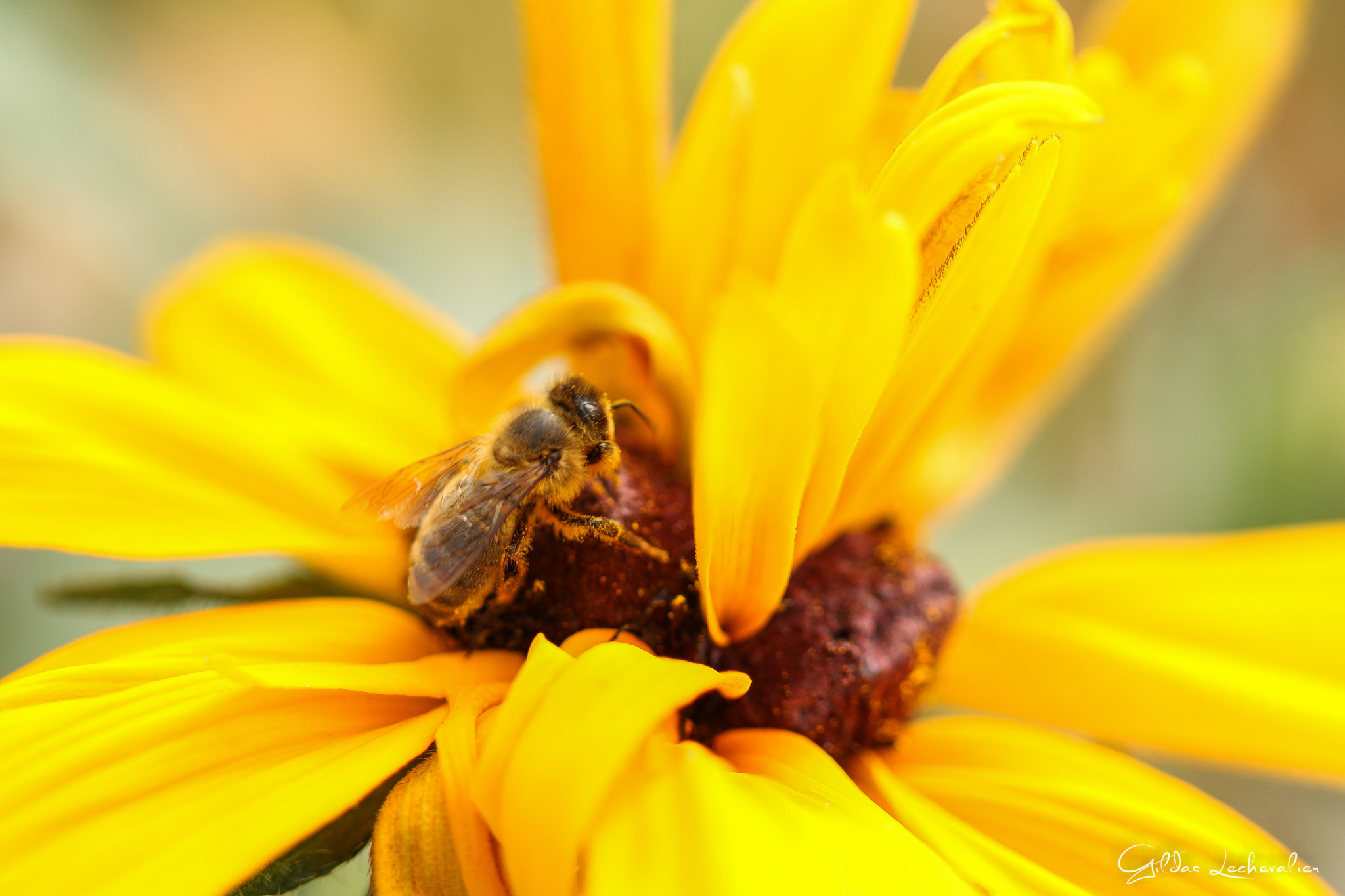 Canon EF 100mm F2.8 Macro USM sample photo. Bee at working photography