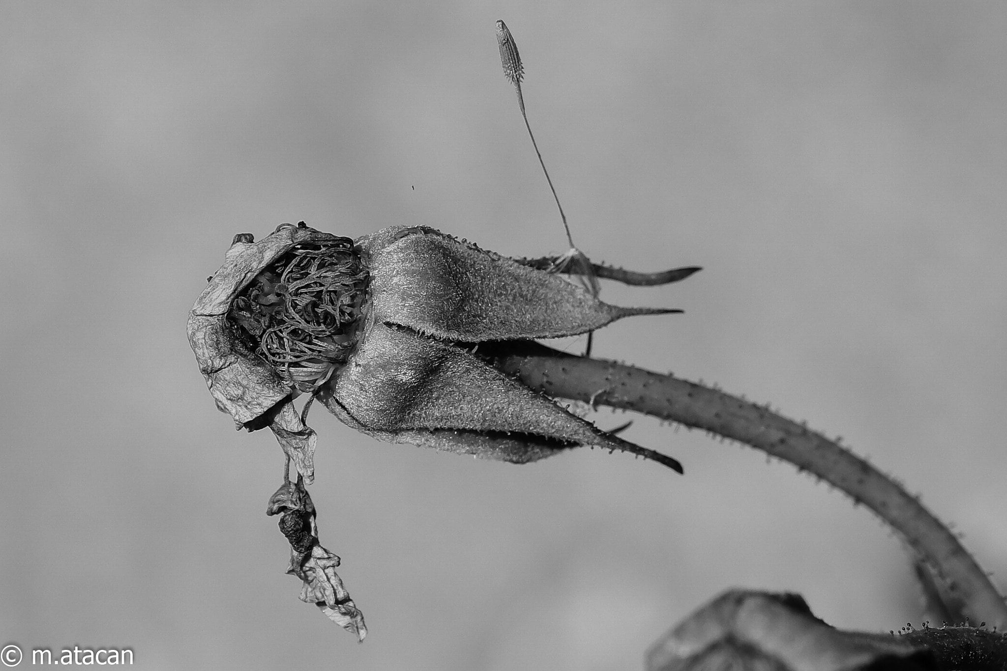 Samsung NX1 + NX 60mm F2.8 Macro sample photo. End of the rose  photography