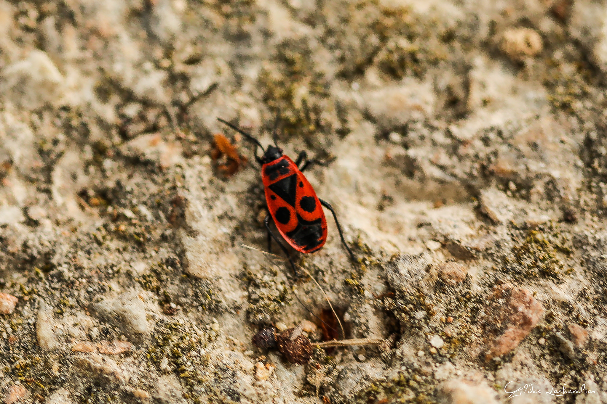 Canon EF 100mm F2.8 Macro USM sample photo. The walk of pyrrhocore photography