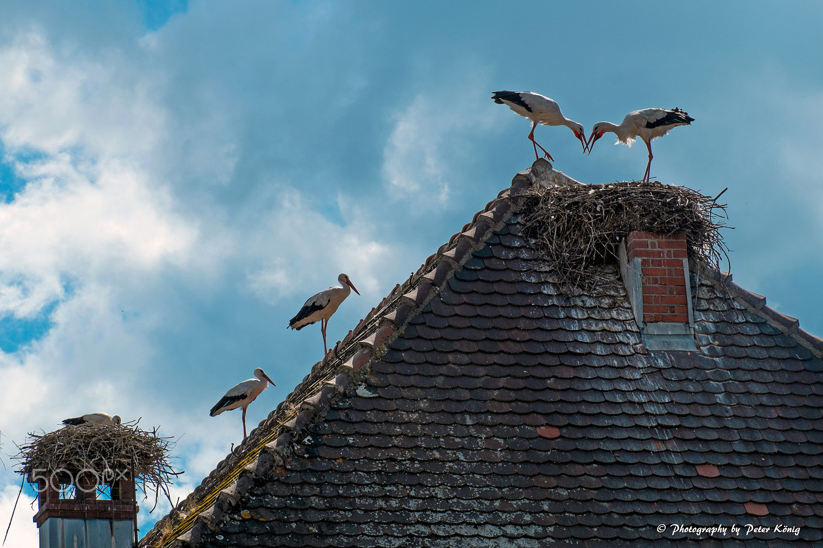 Fujifilm X-Pro1 + Fujifilm XC 50-230mm F4.5-6.7 OIS sample photo. Storks on the roof photography