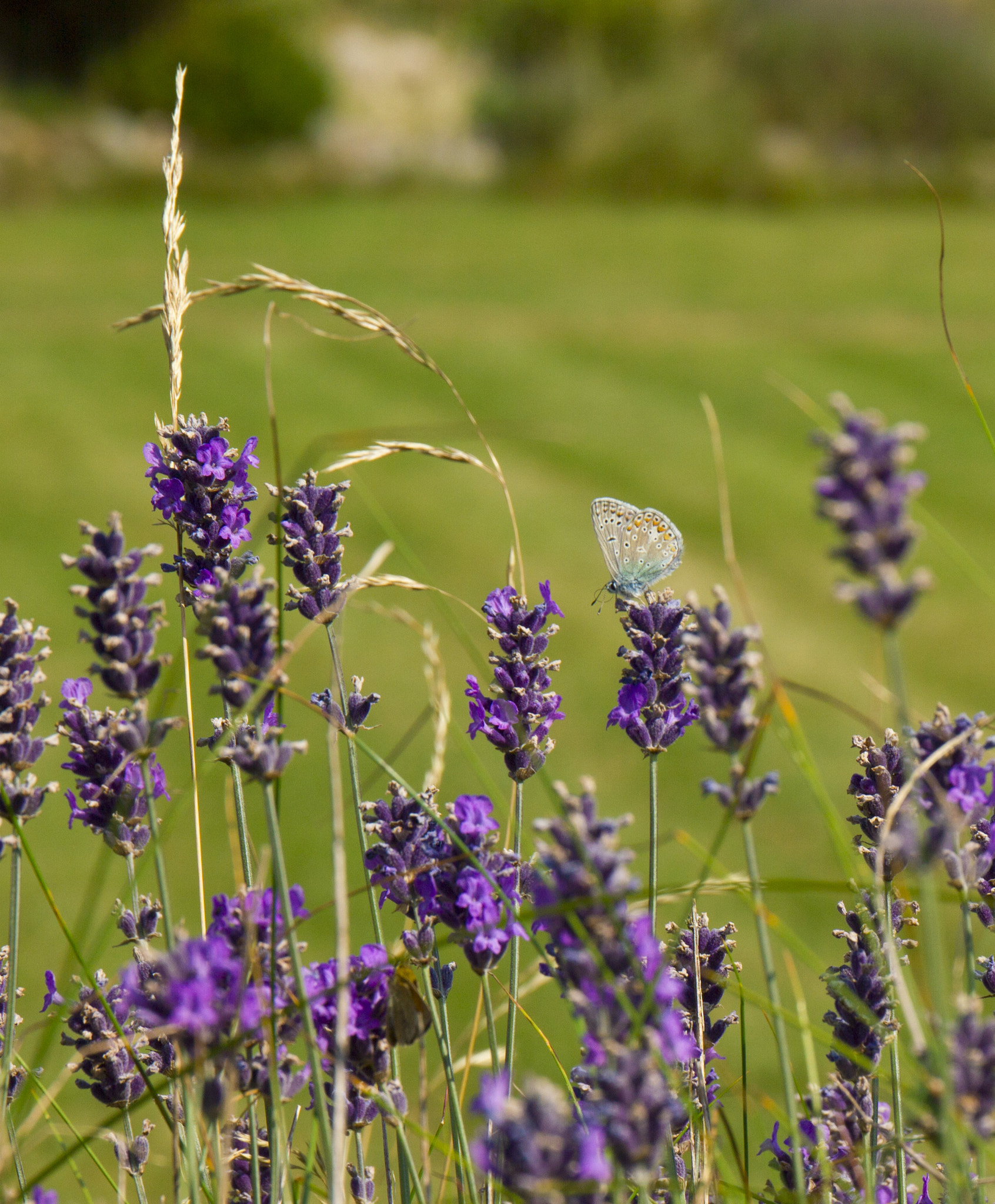 Canon EF 24-70mm F4L IS USM sample photo. Butterfly photography