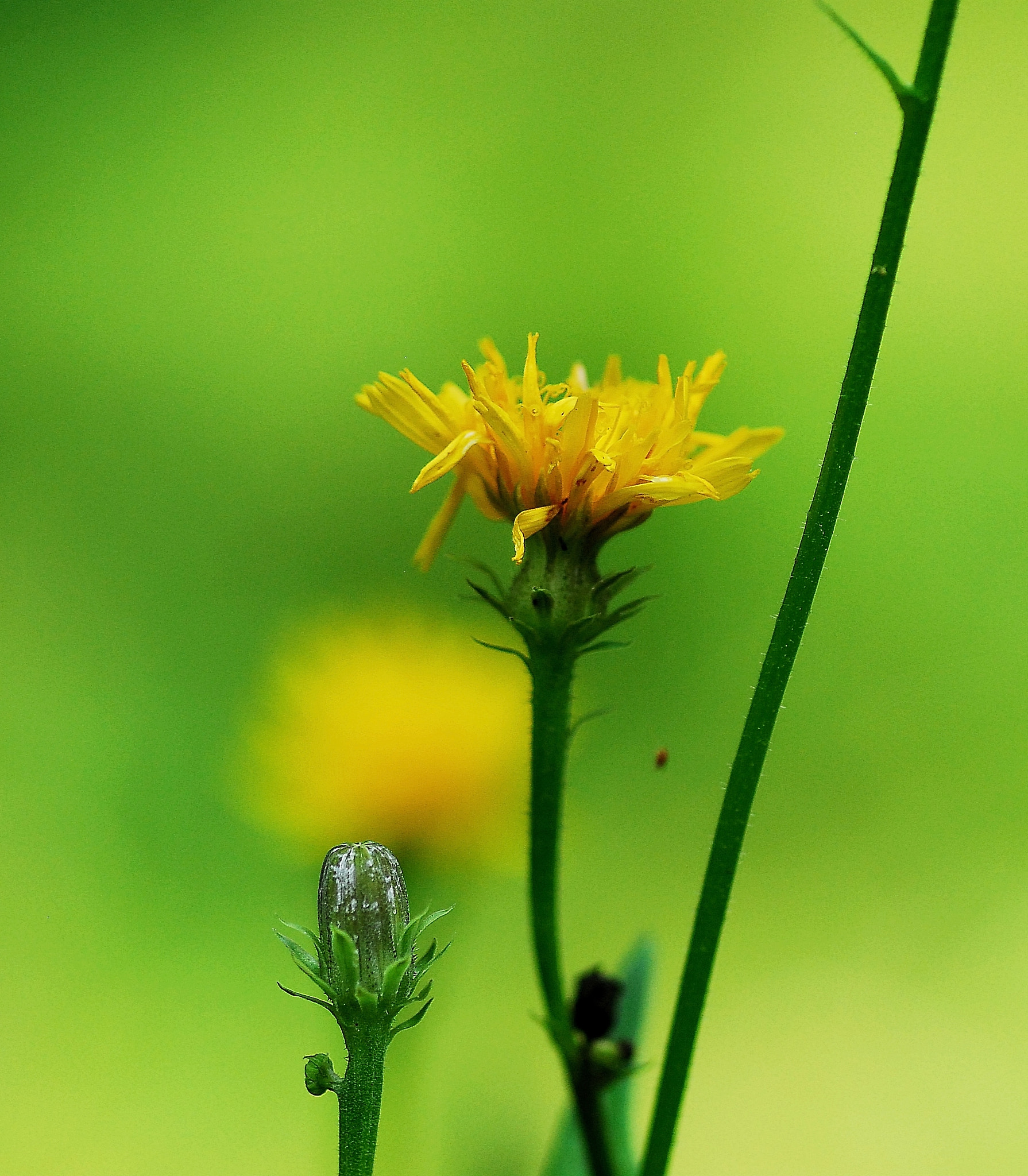 Nikon D200 sample photo. O.... photography