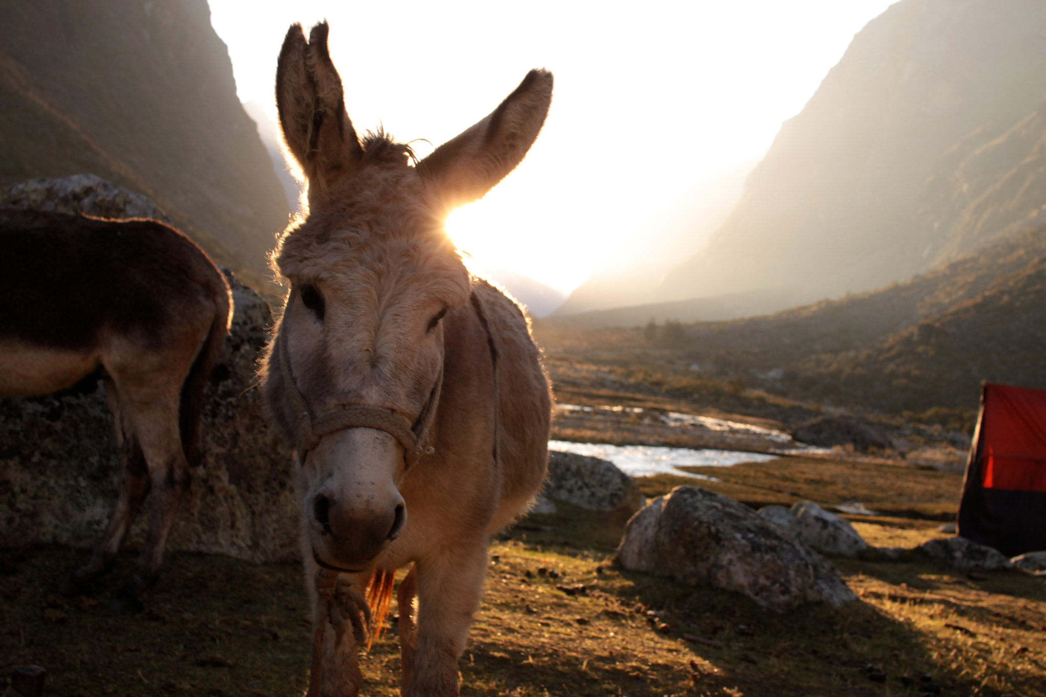 Sigma 30mm F1.4 EX DC HSM sample photo. Hard worker donkey photography