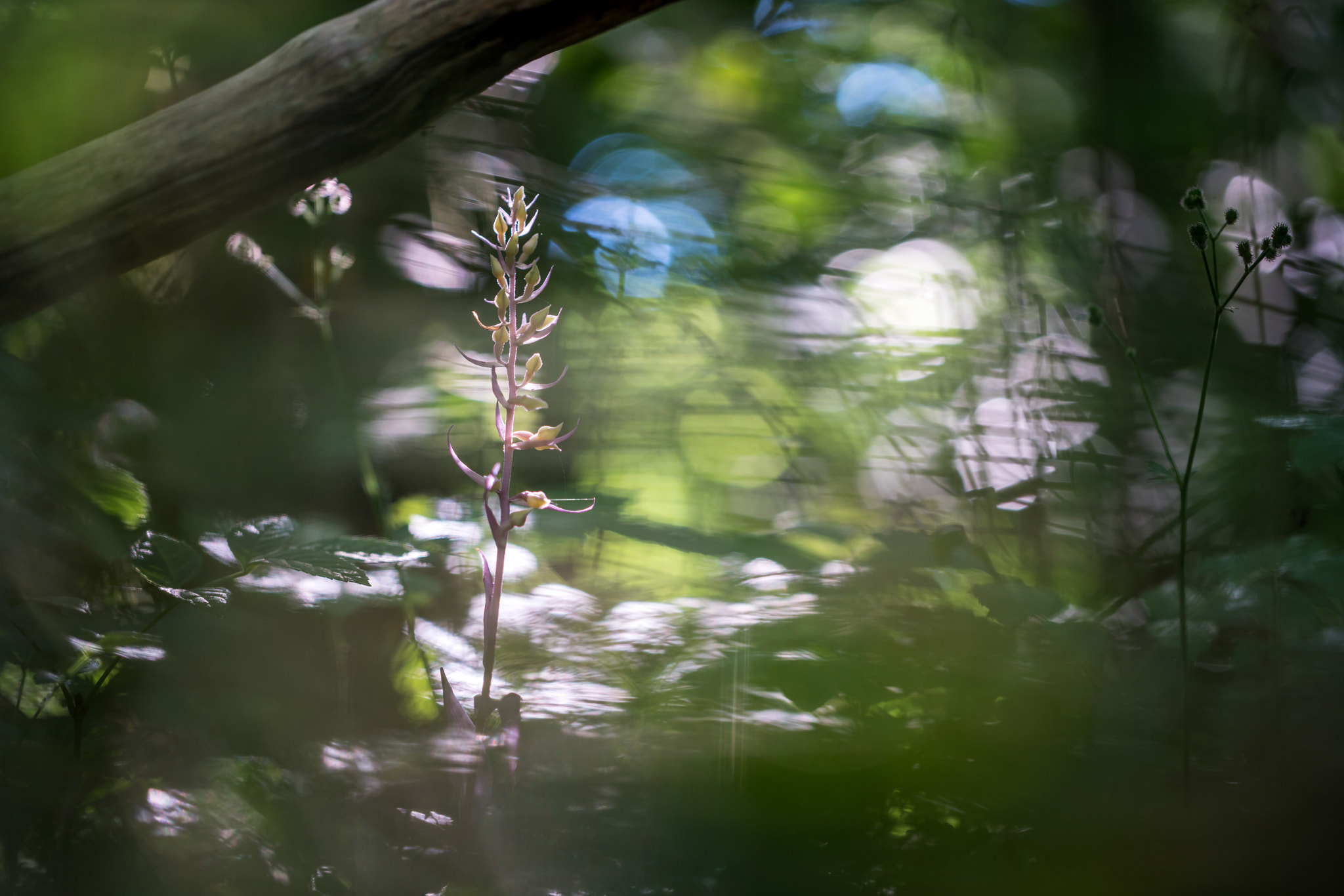 Sony a7R II + Canon EF 100mm F2.8L Macro IS USM sample photo. A ghostly white orchid photography