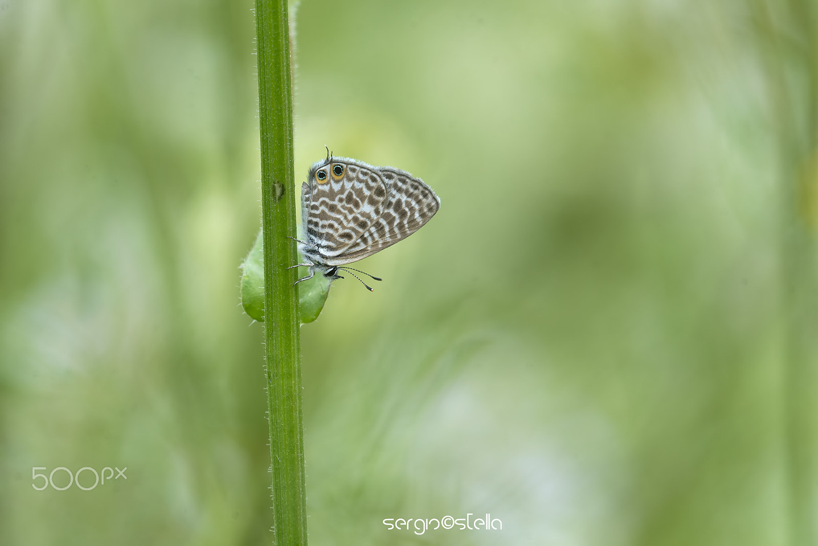 Sigma 150mm F2.8 EX DG Macro HSM sample photo. Leptotes pirithous_____ photography