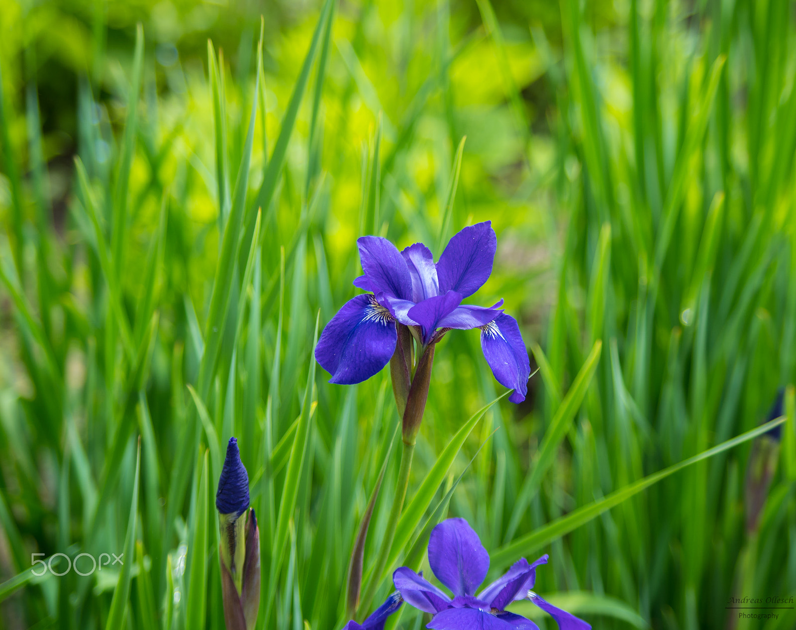 smc Pentax-DA L 50-200mm F4-5.6 ED WR sample photo. Planten un blomen - iris photography