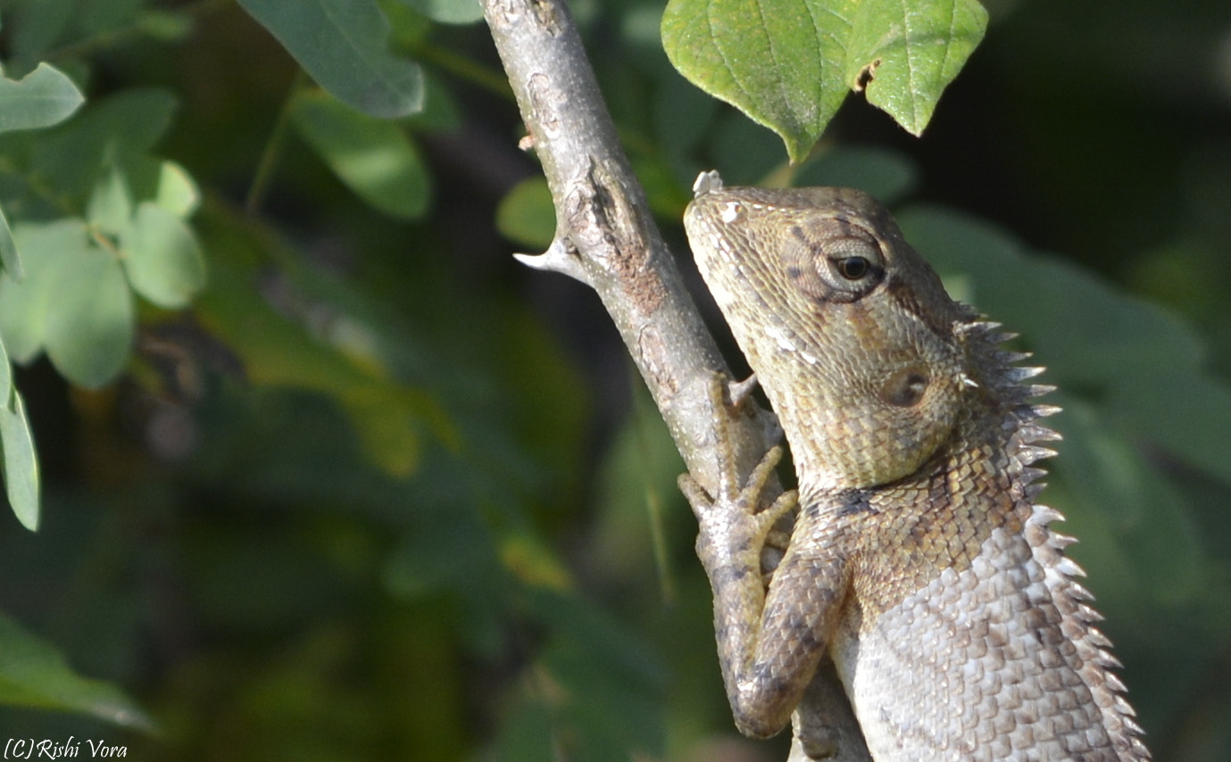 Nikon AF-S Nikkor 200-500mm F5.6E ED VR sample photo. #wildlifephotography photography