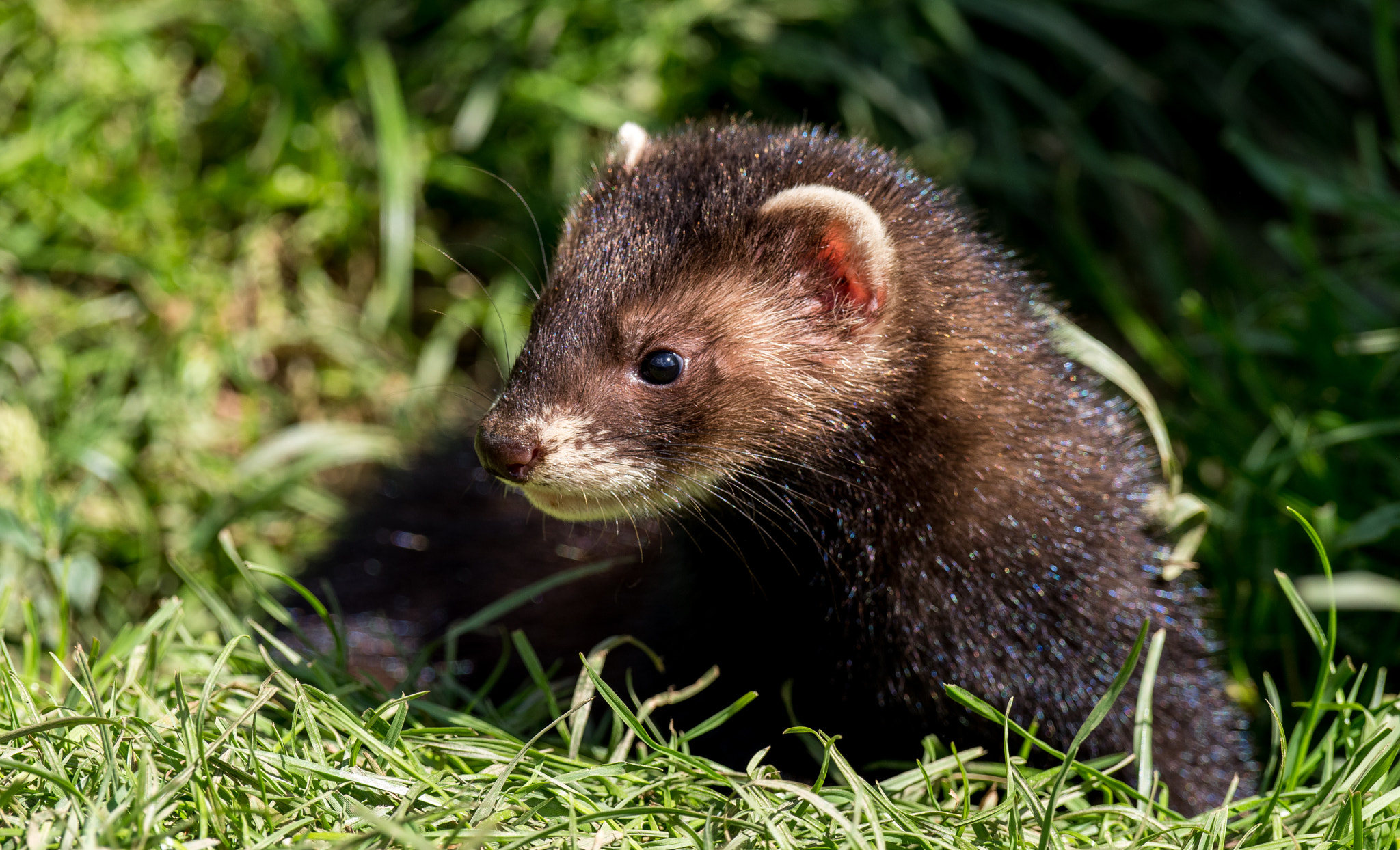 Pentax K-1 sample photo. Polecat  photography