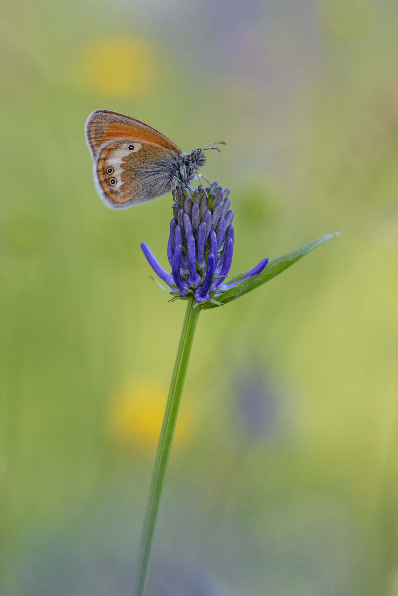 Sigma 150mm F2.8 EX DG Macro HSM sample photo. Coenonympha gardetta darwiniana photography