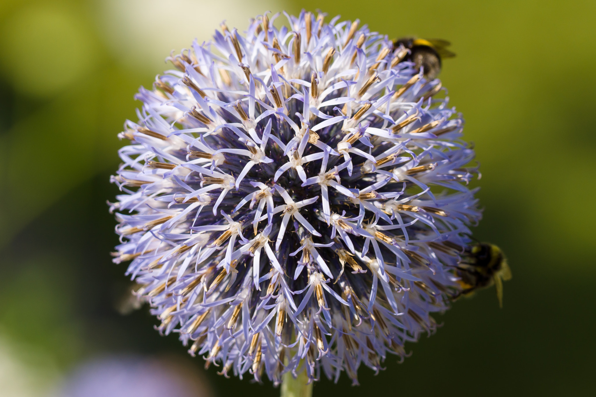 Sony 70-300mm F4.5-5.6 G SSM sample photo. Globe and bees photography