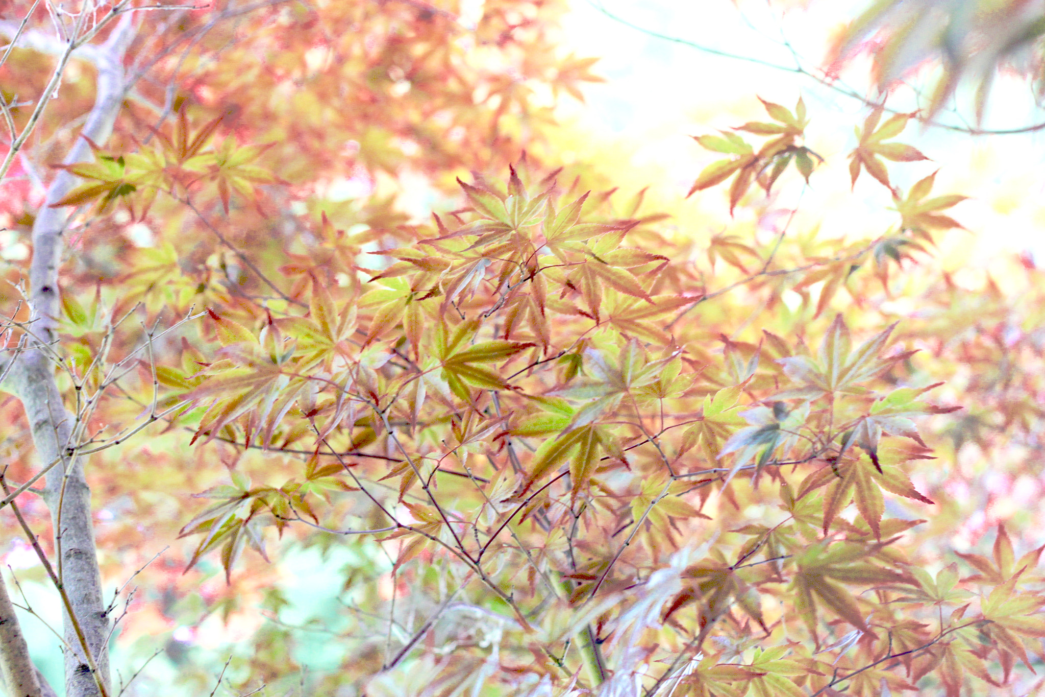 Canon EOS 500D (EOS Rebel T1i / EOS Kiss X3) + Canon EF 50mm F1.8 II sample photo. A red maple in our yard. photography