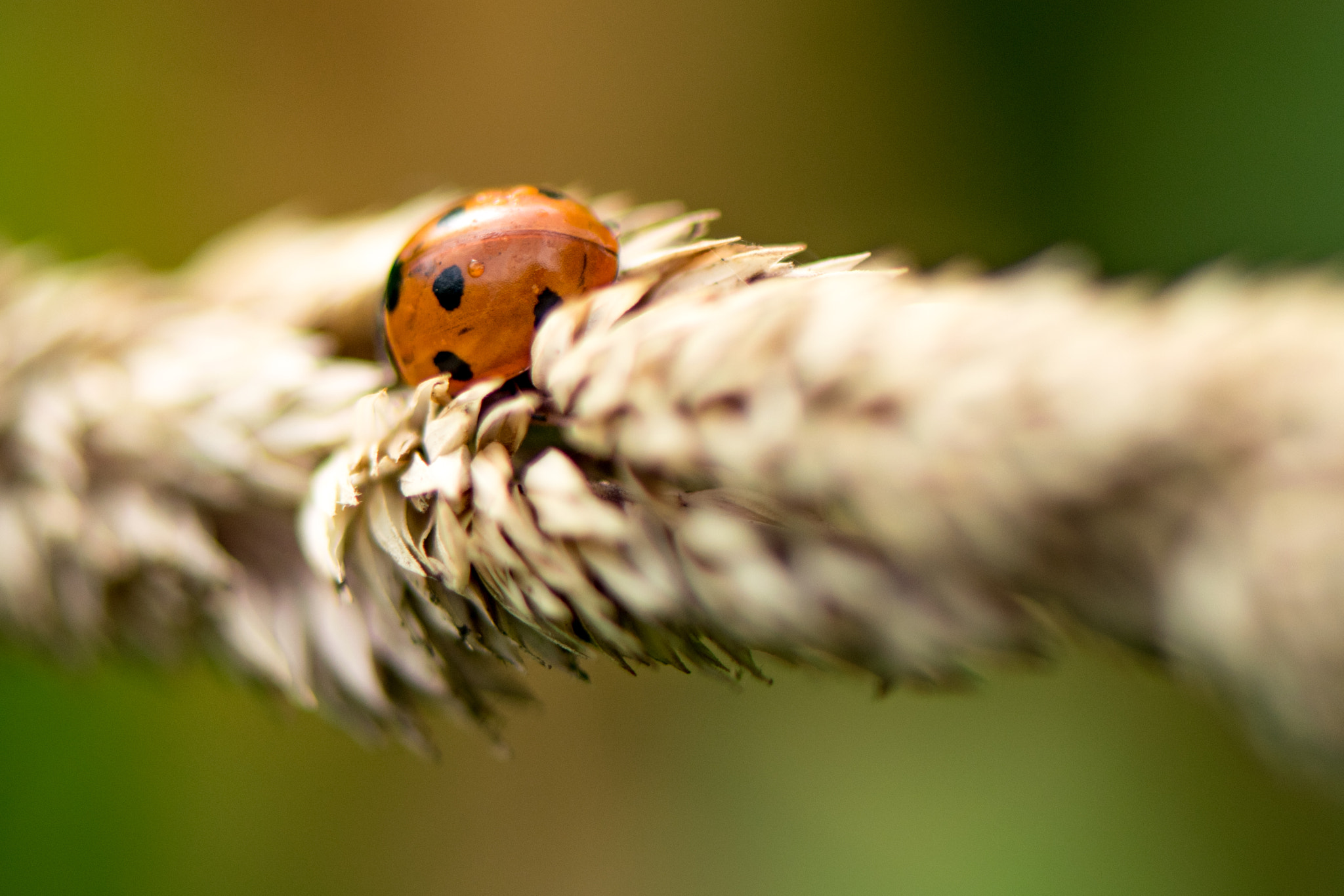 Nikon AF-S Micro-Nikkor 105mm F2.8G IF-ED VR sample photo. Ladybird on wheat photography