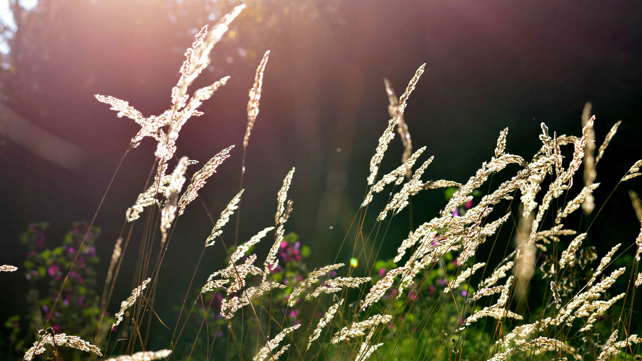 Nikon D5300 + Sigma 70-300mm F4-5.6 DG OS sample photo. Grasses in the wind photography